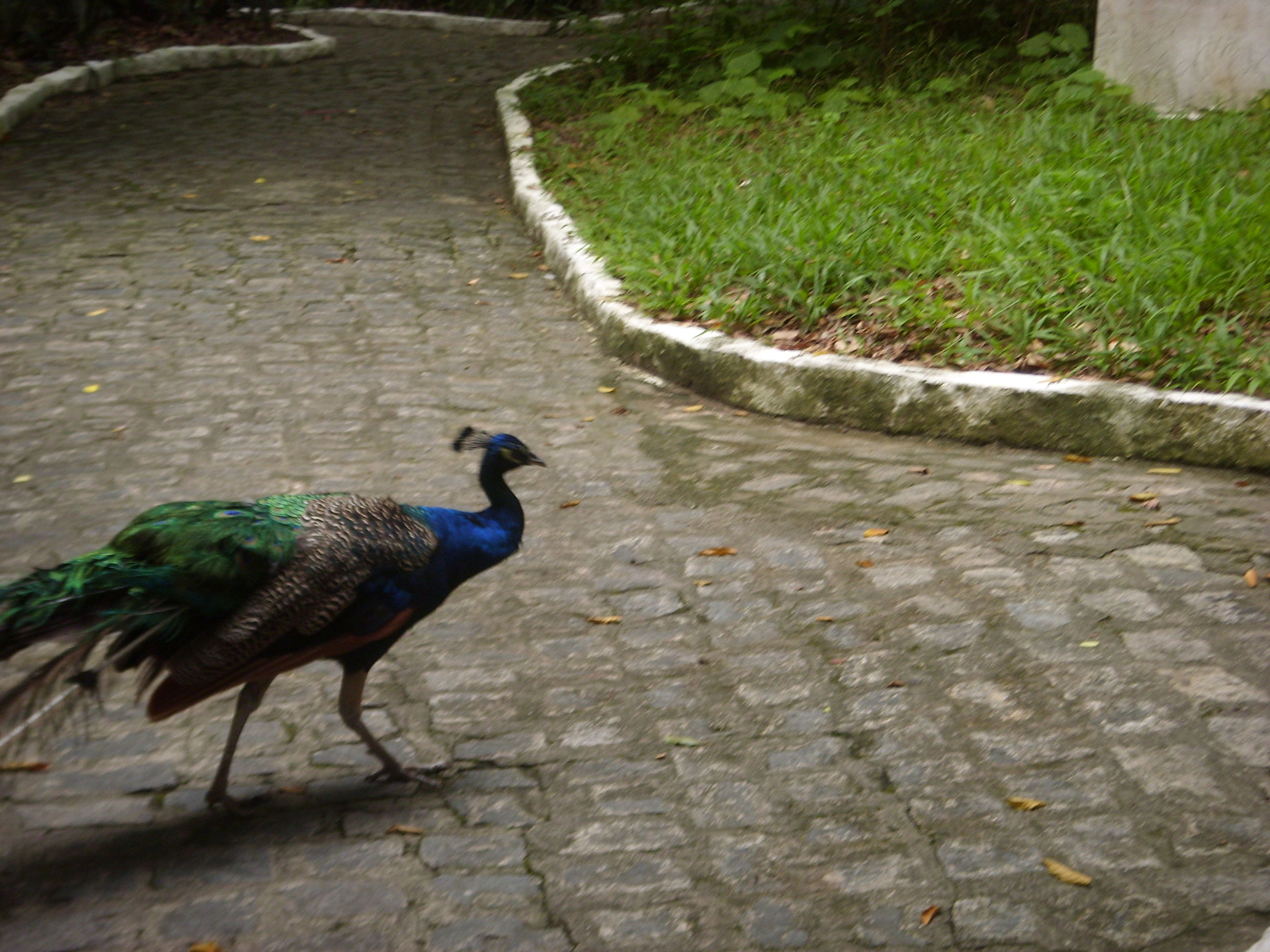 Parque Zoobotánico Arruda Câmara, por @ecoturis - Antonio Rafael