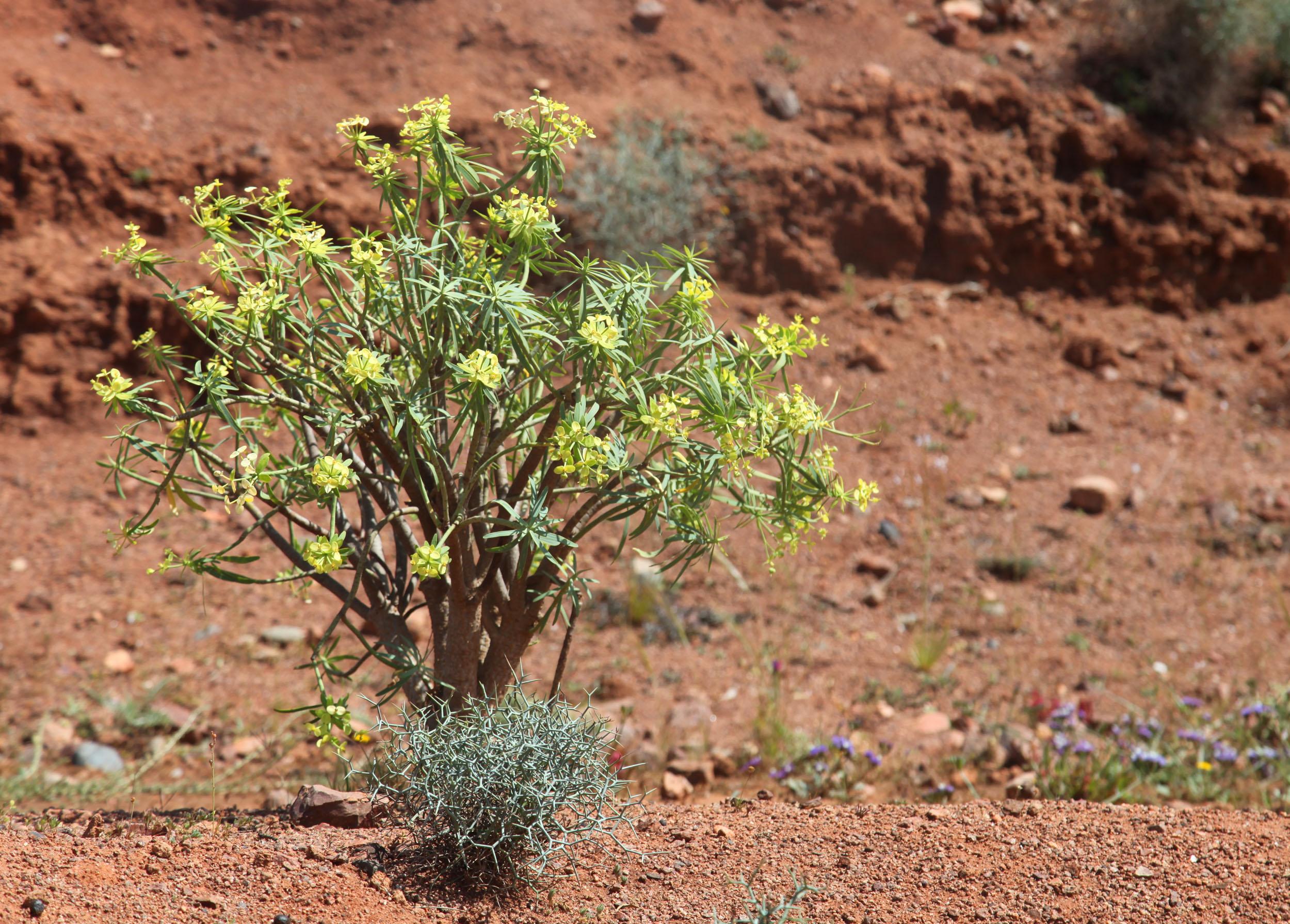 Route Sidi Ifni - Guelmim, por GERARD DECQ