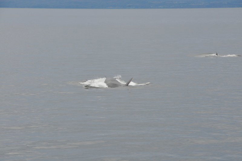 Observatorio de las ballenas, por Mlle M