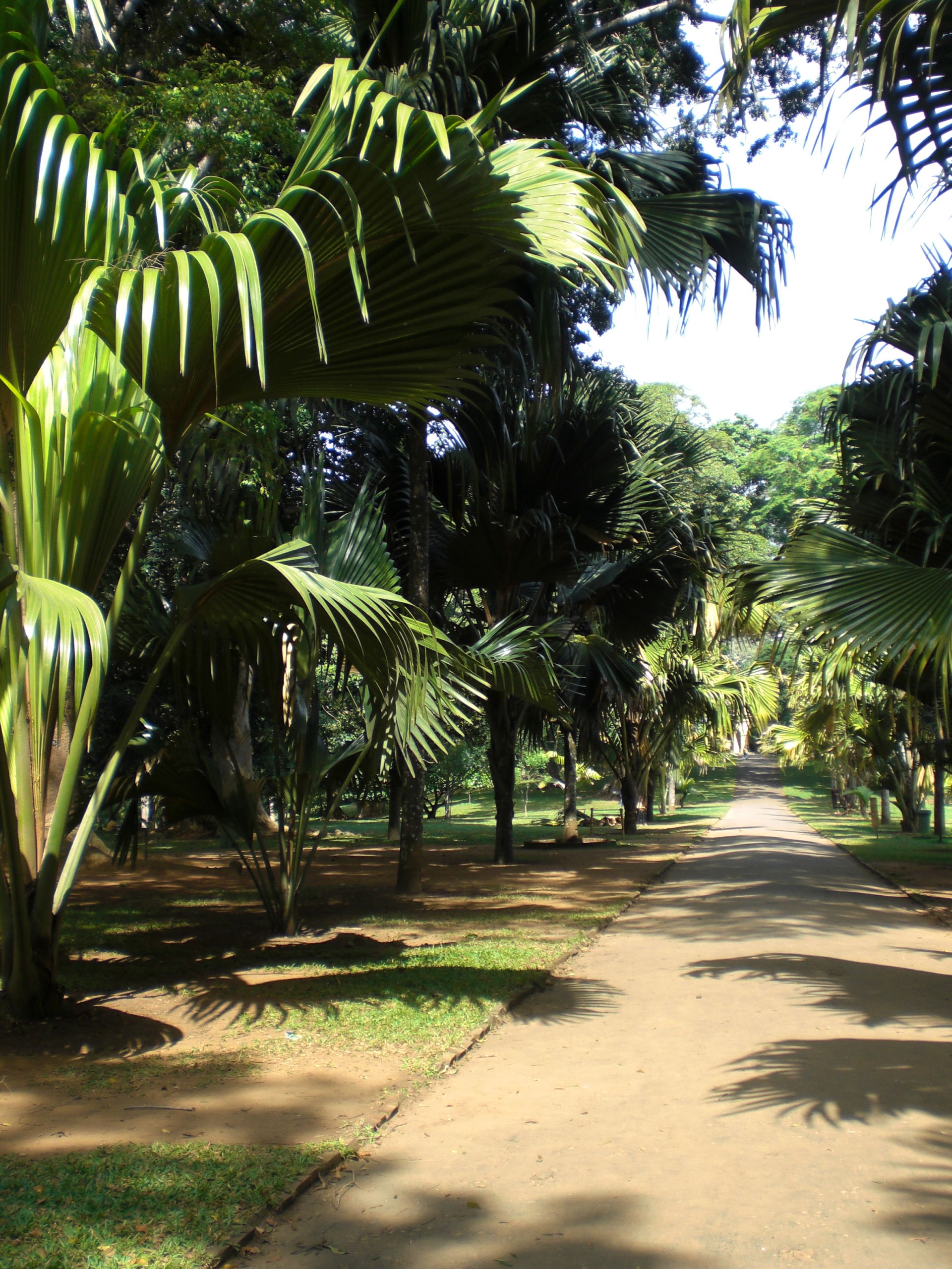 Avenida de los cocos de mar, por paulinette