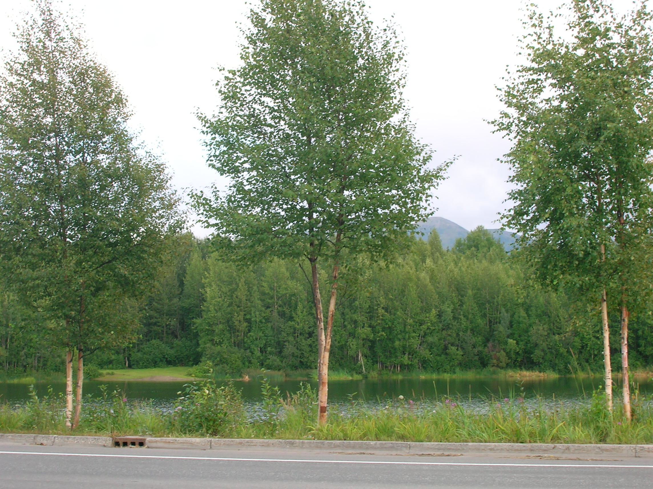 Cheney Lake Park, por Grace Anderson