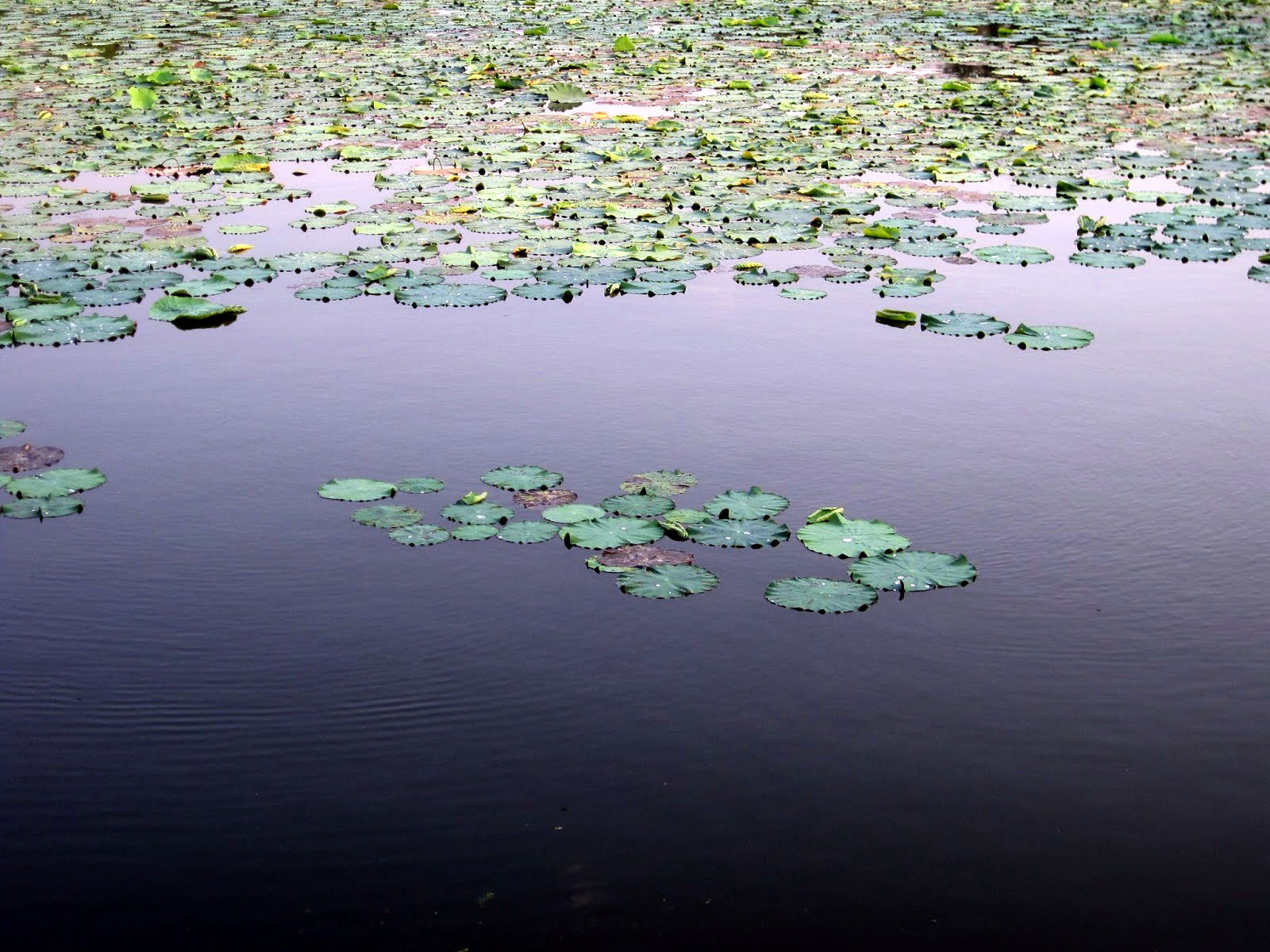 Lotus Ponds, por Rodamons