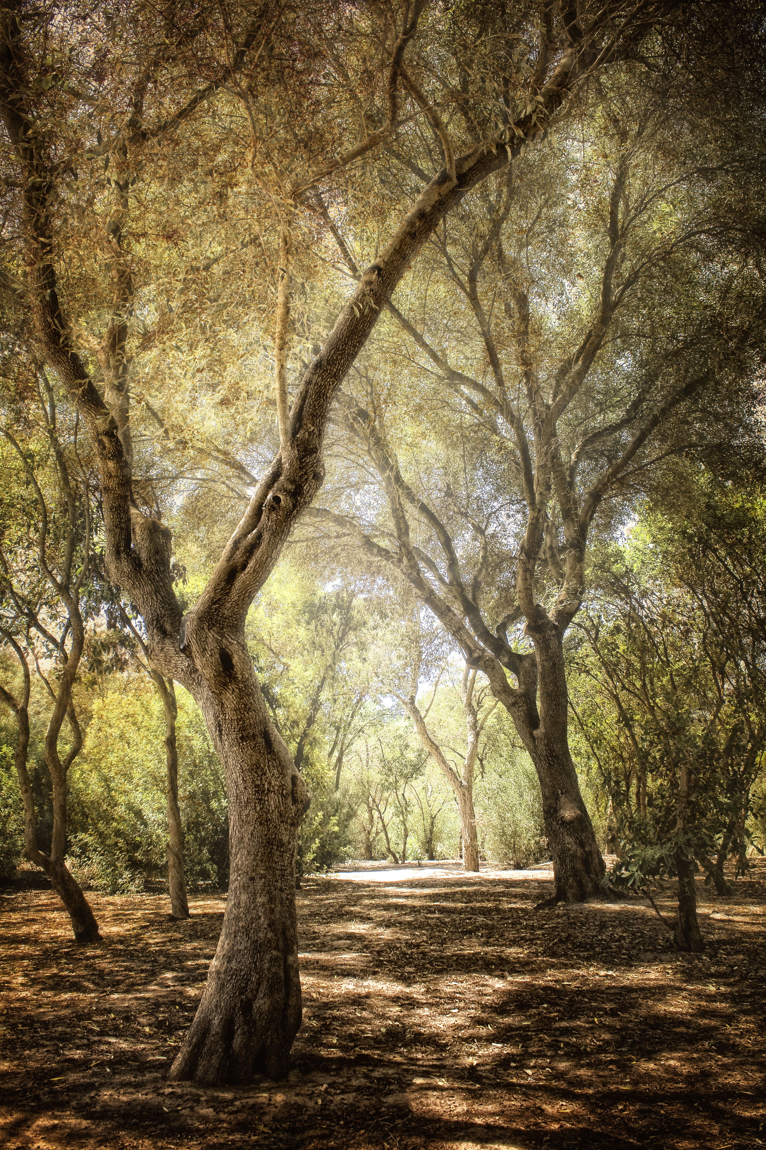 Parque del Alamillo, por Jesus Sanchez Gonzalez (Zu Sanchez)