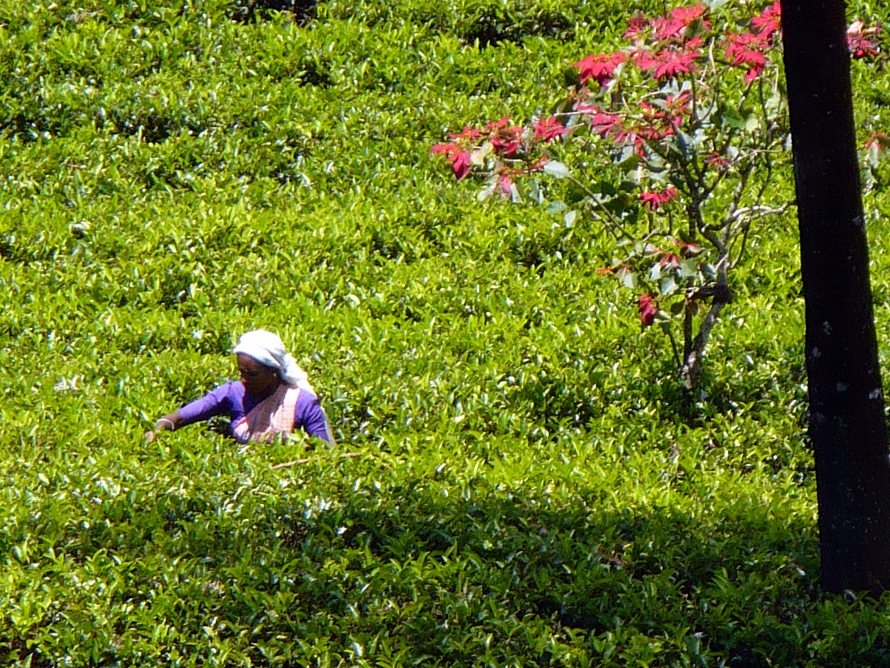 Mackwoods Labookellie Tea Centre, por chris40