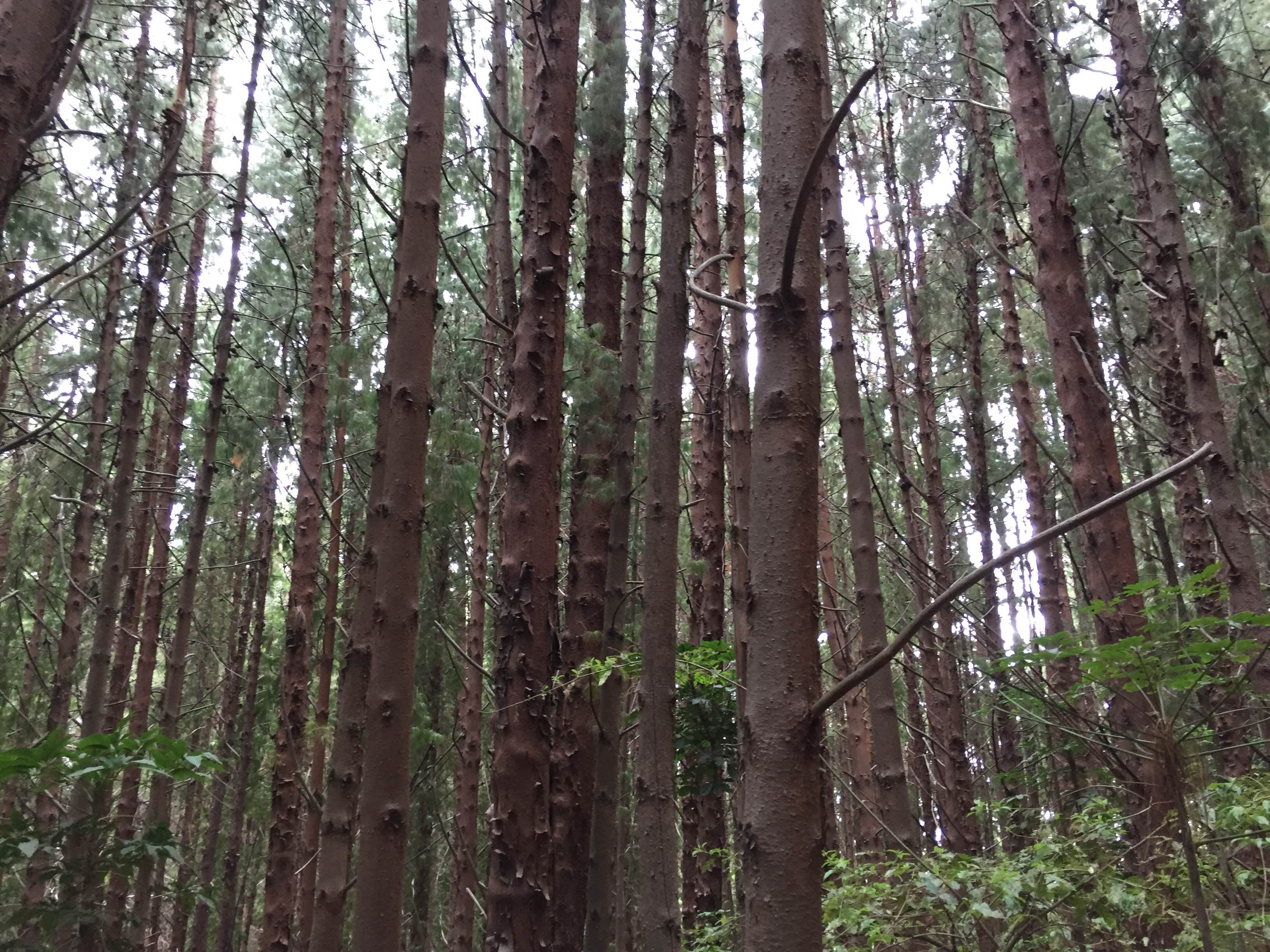 Bosque de Prusia, por Javier Hernández