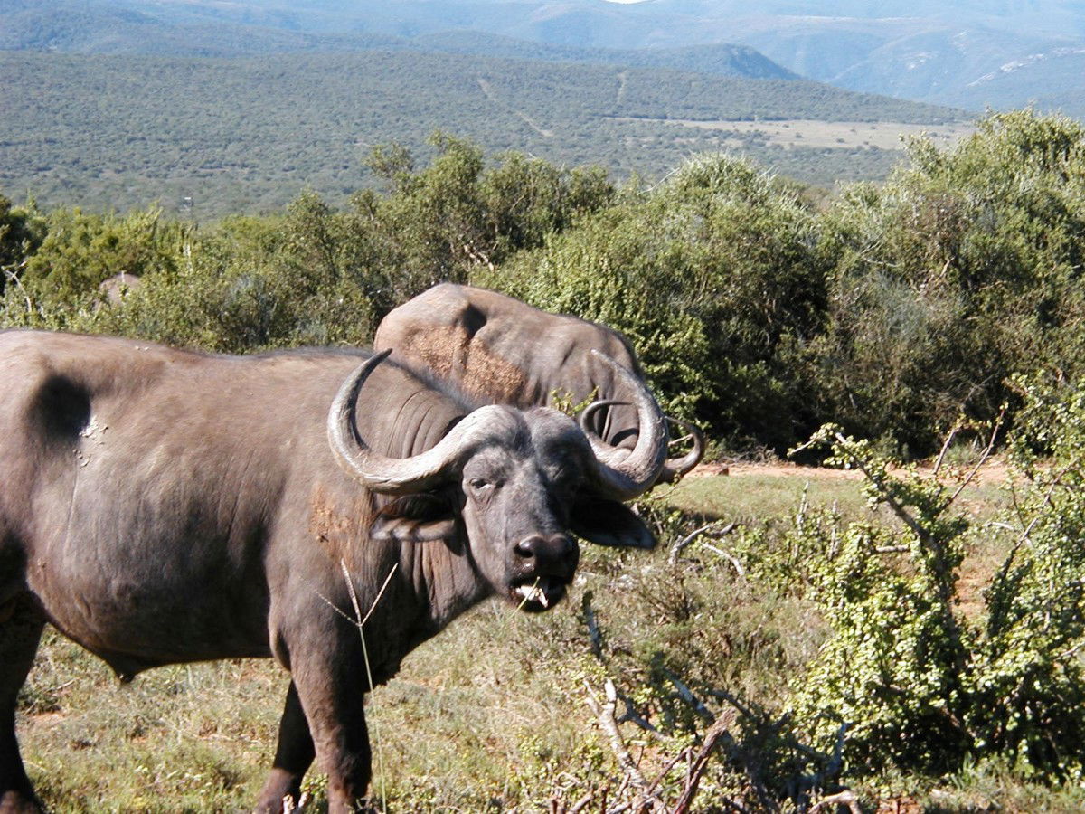 Addo Elephant National Park, por macgreg