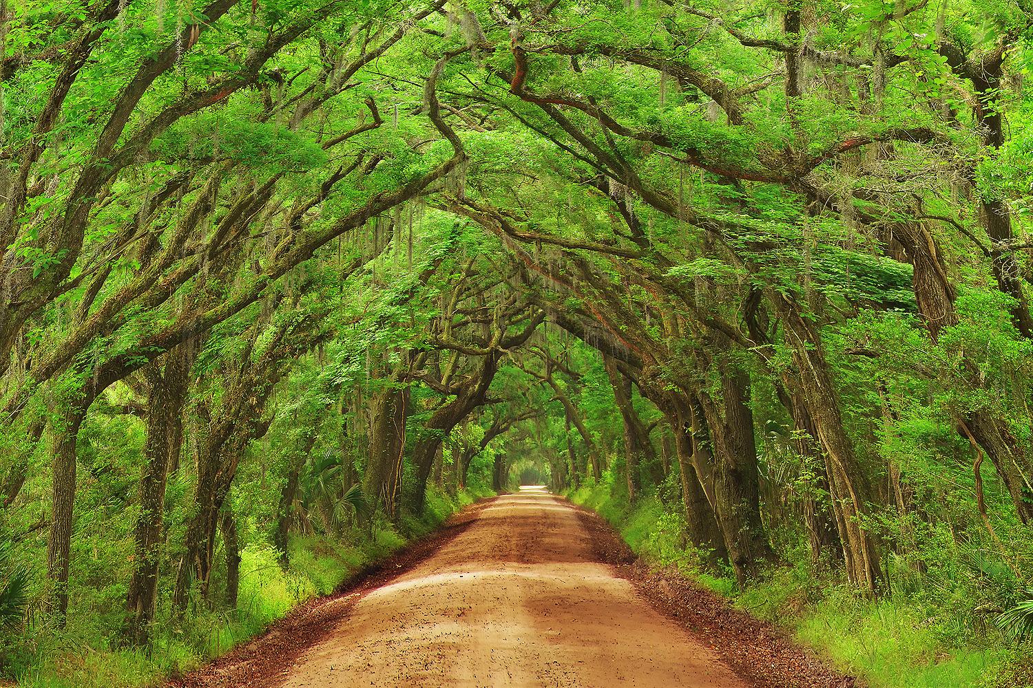 Edisto Beach State Park, por Craig Bill