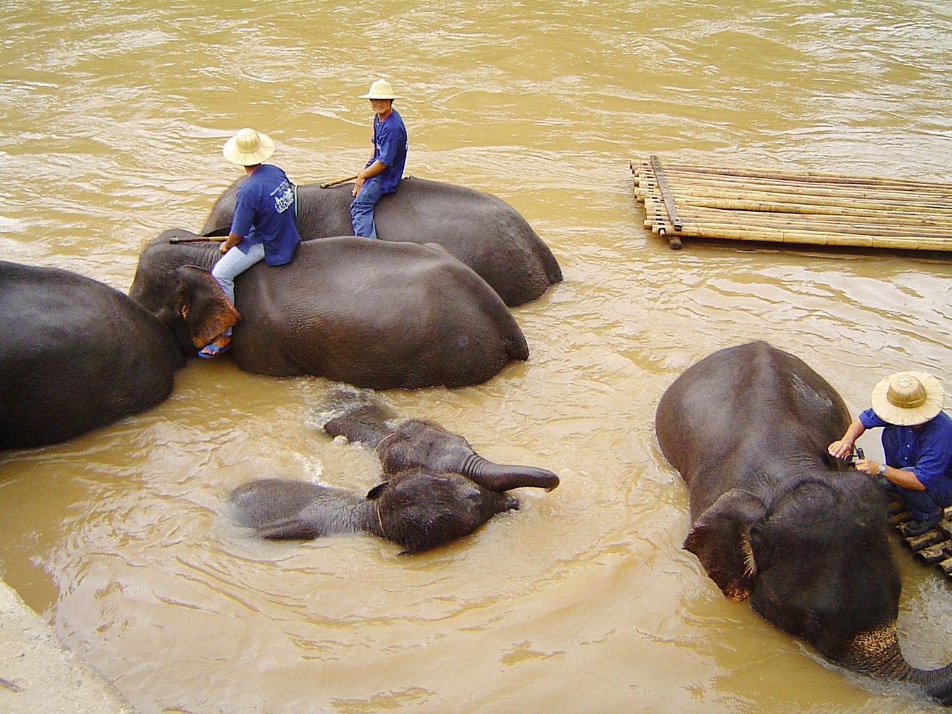 Thai Elephant Conservation Center, por Roberto Gonzalez