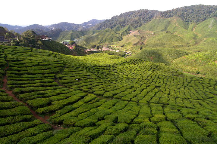 Plantaciones de té Bharat, por Leo&Vero