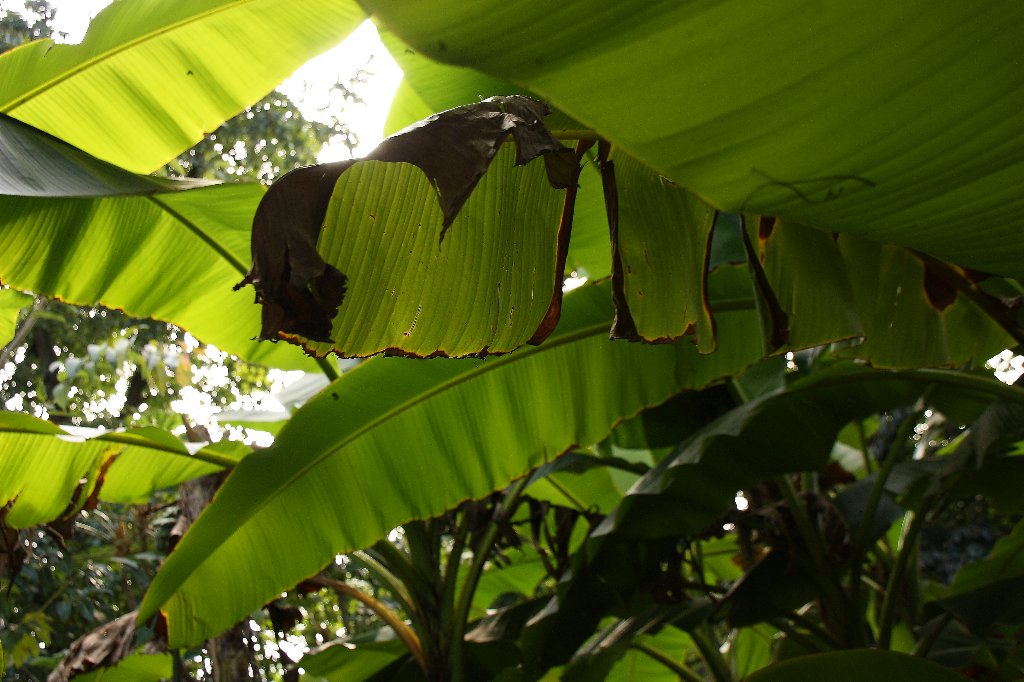 Jardín Botánico de Roma, por nuria
