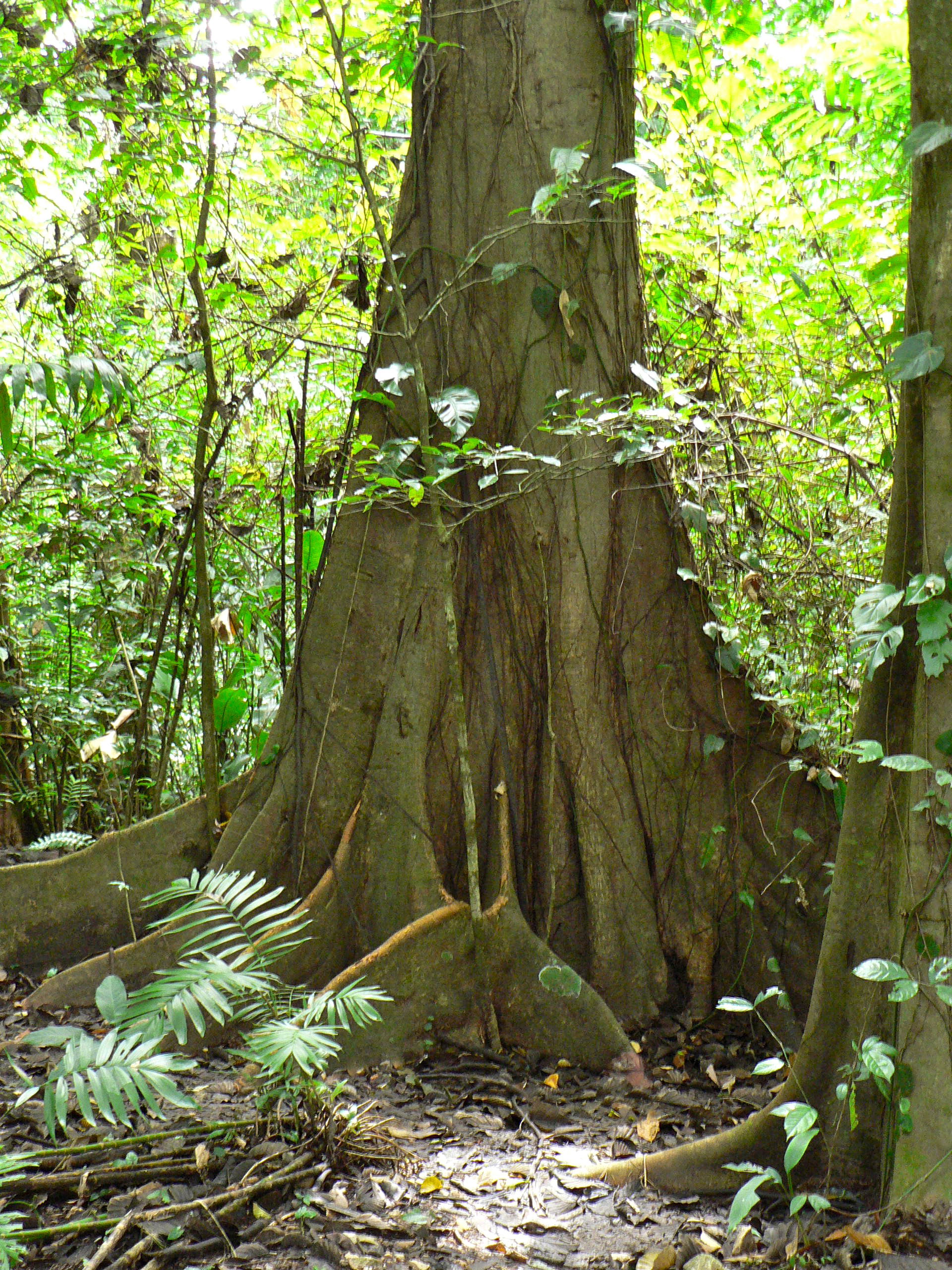 La jungla de Palenque, por steph81