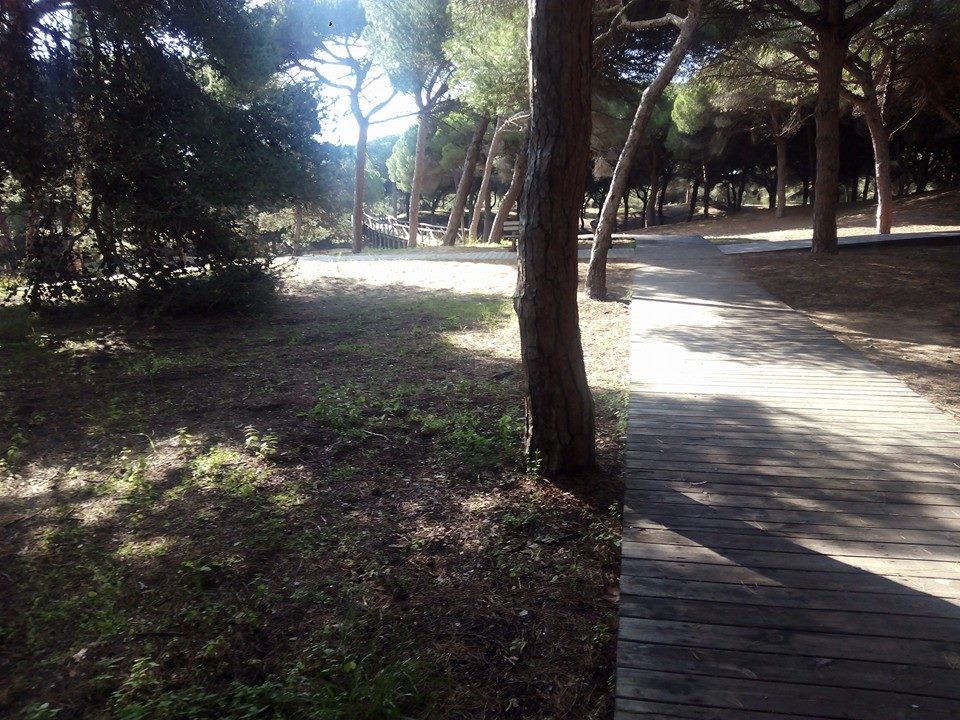 Pinares Playas de Rota, por Rocío Heredia Monreal