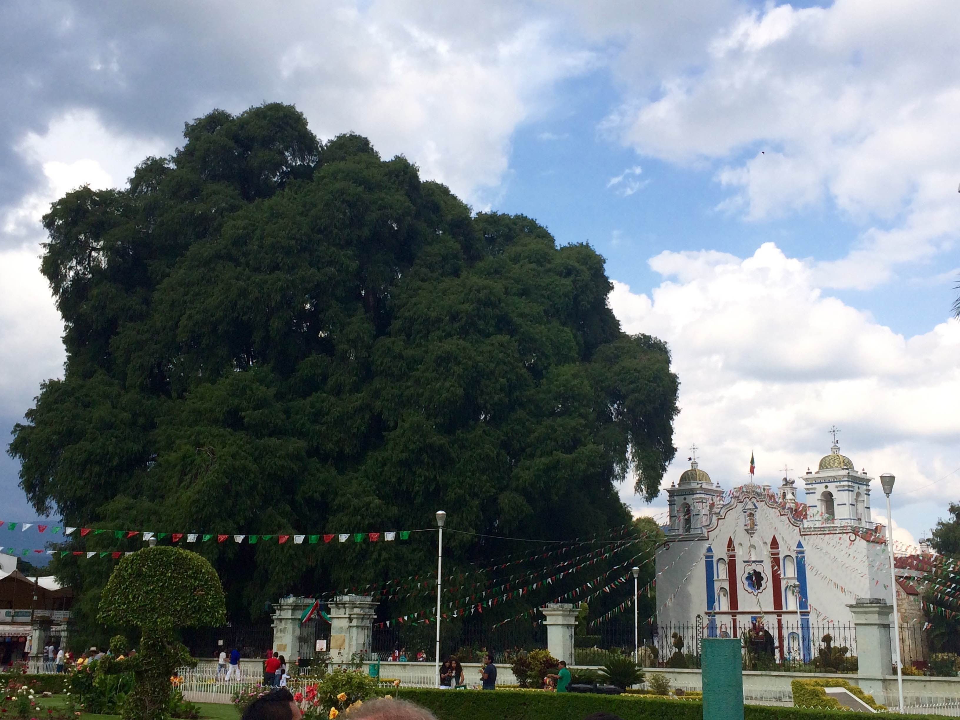 Iglesia de Santa María El Tule, por Dora Isabel Garza