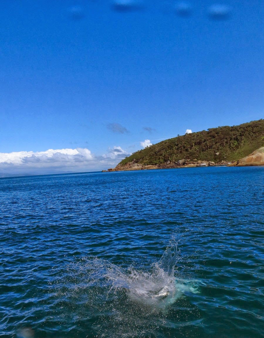 Ilha do Arvoredo, por Mário Schutz