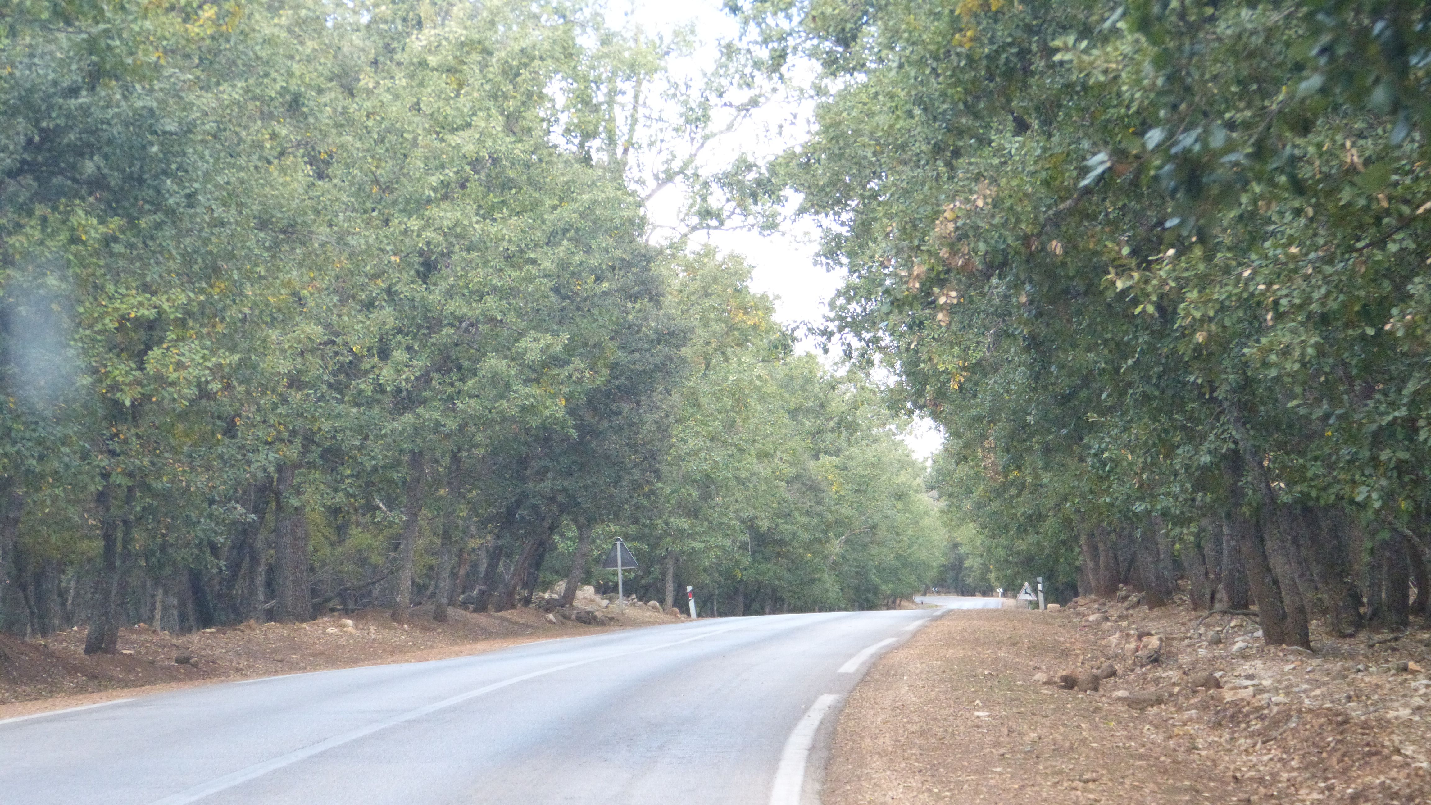 Los encantos escondidos de los bosques de Marruecos