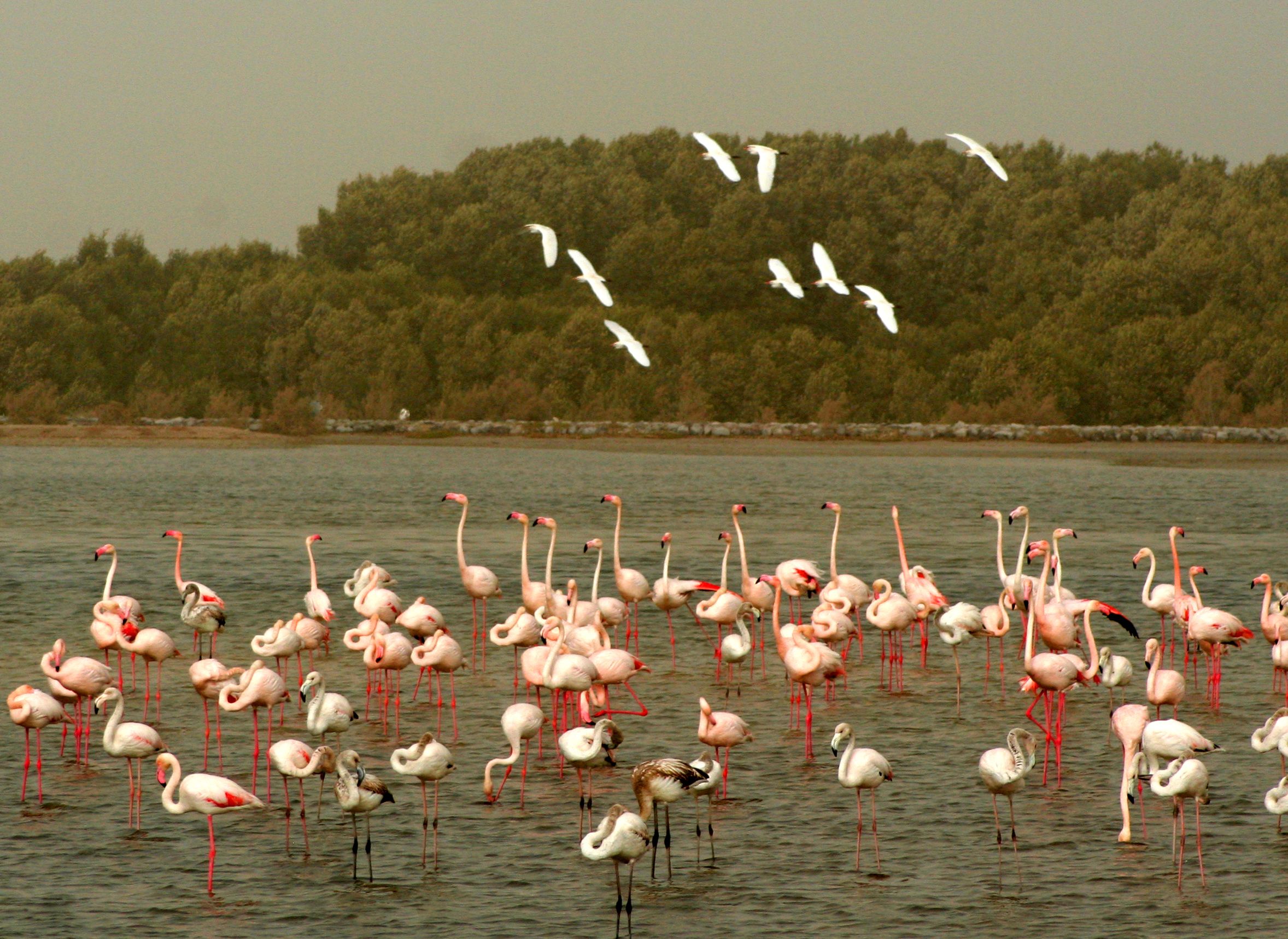 Ras al Khor Wildlife Sanctuary, por GERARD DECQ