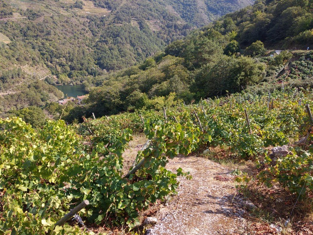 Visita a la Bodega Ronsel do Sil, por Lala