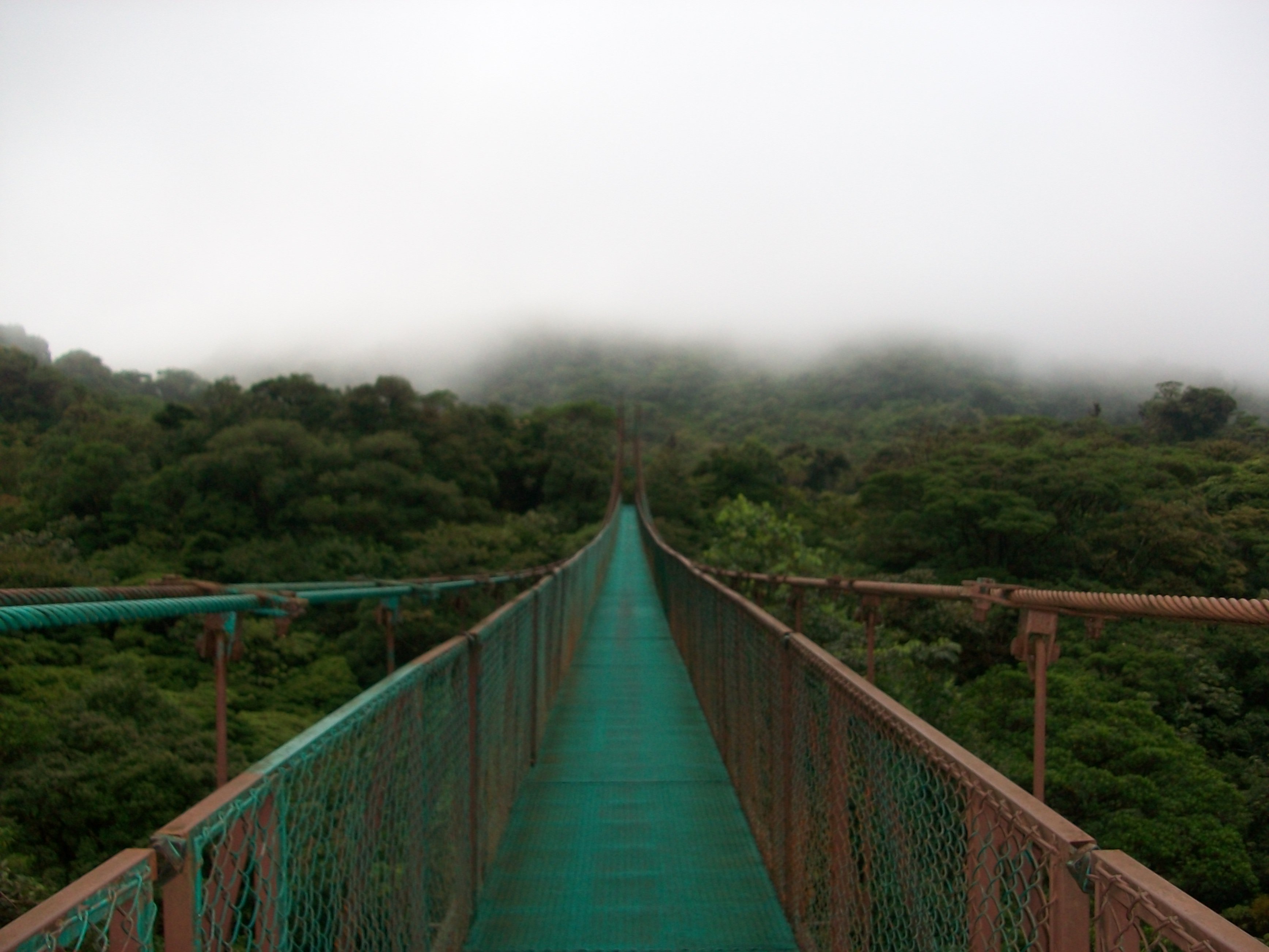 Punto Plaga Adulto Puentes colgantes del selvatura en Monteverde: 3 opiniones y 23 fotos