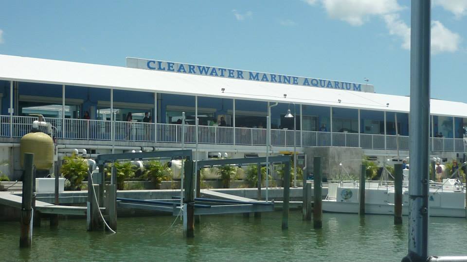 Clearwater Marine Aquarium, por Chaimae