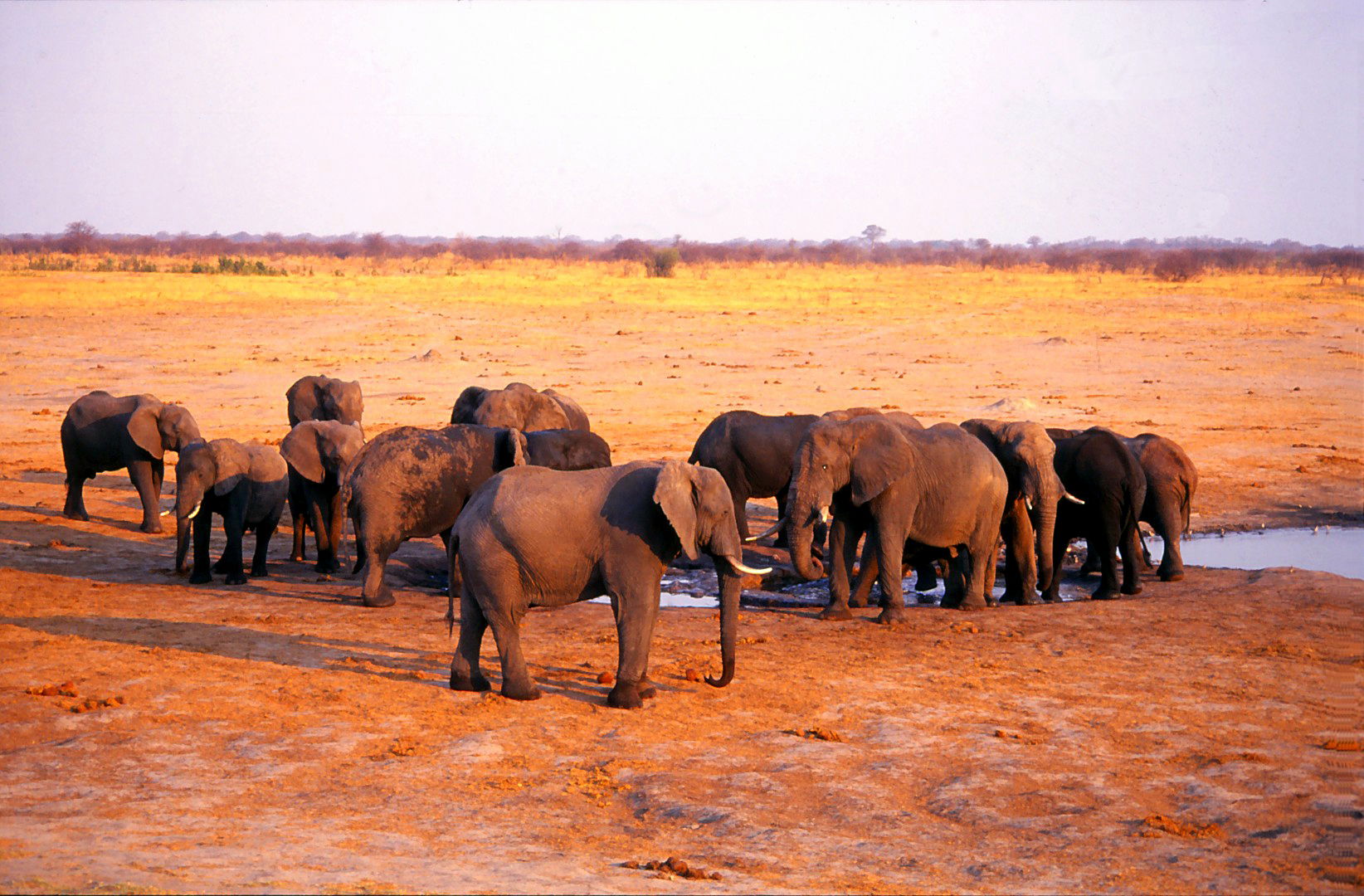 Parque Nacional Hwange, por Olga Tebé