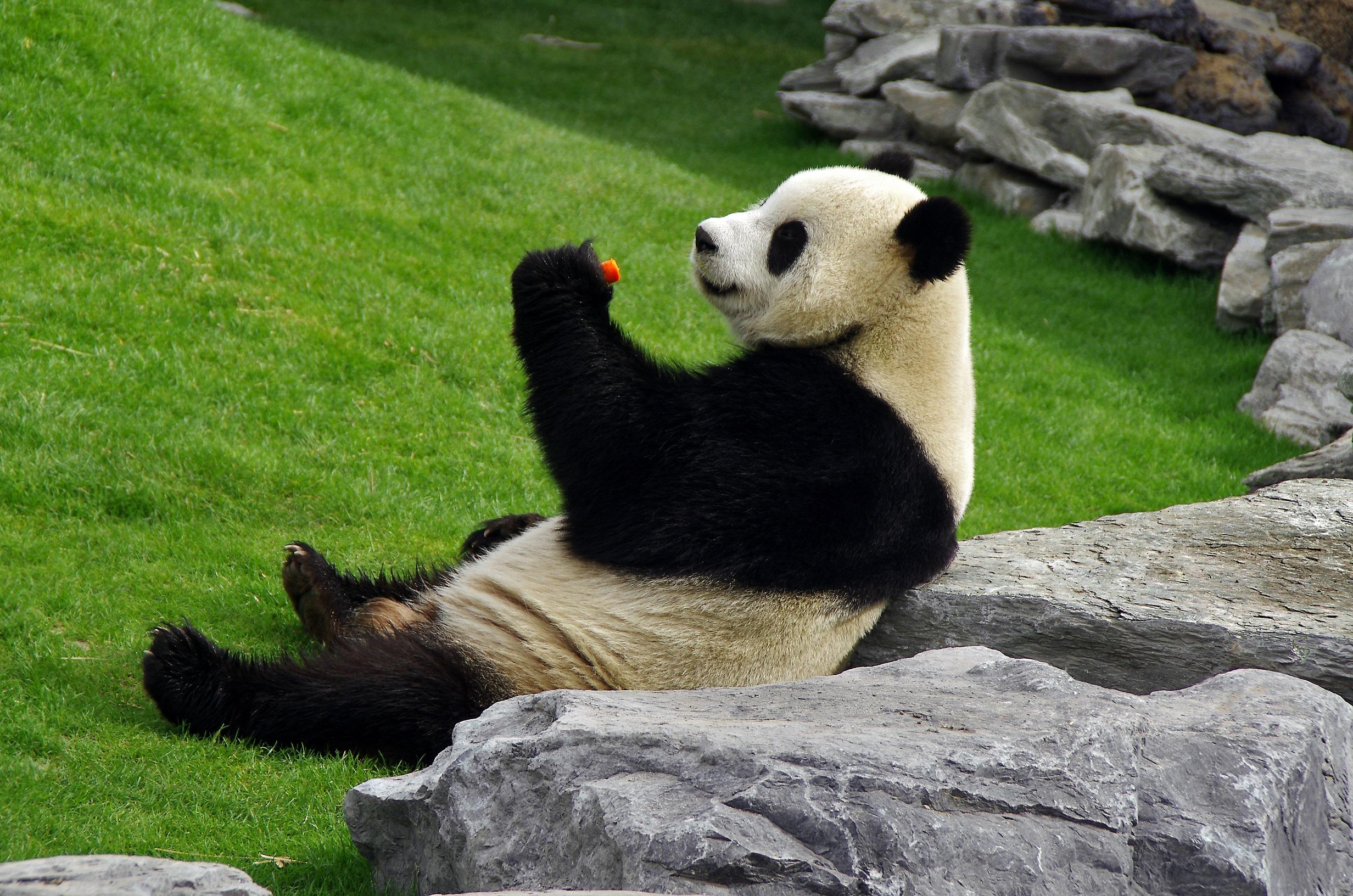 Pandas en Pairi Daiza, por Grégoire Sieuw