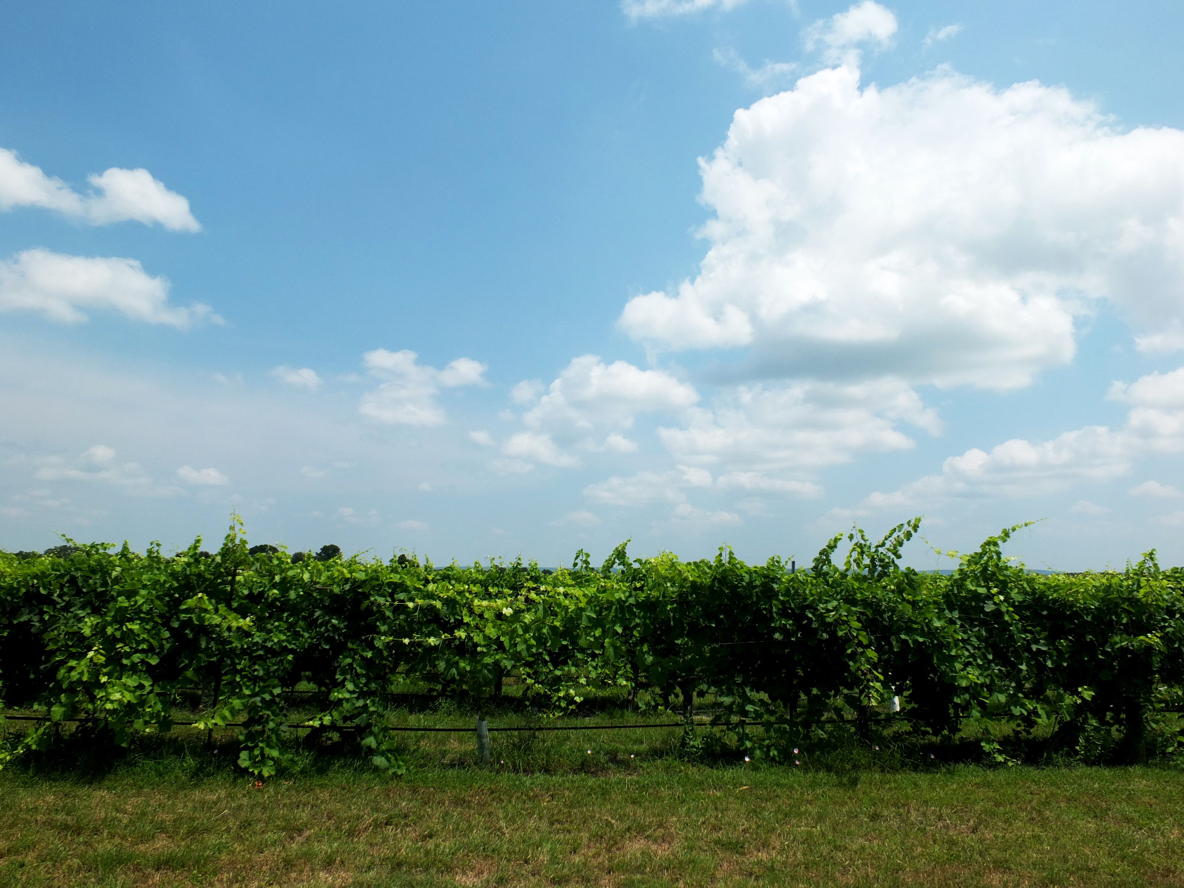 Becker Vineyards, por Chris Pearrow