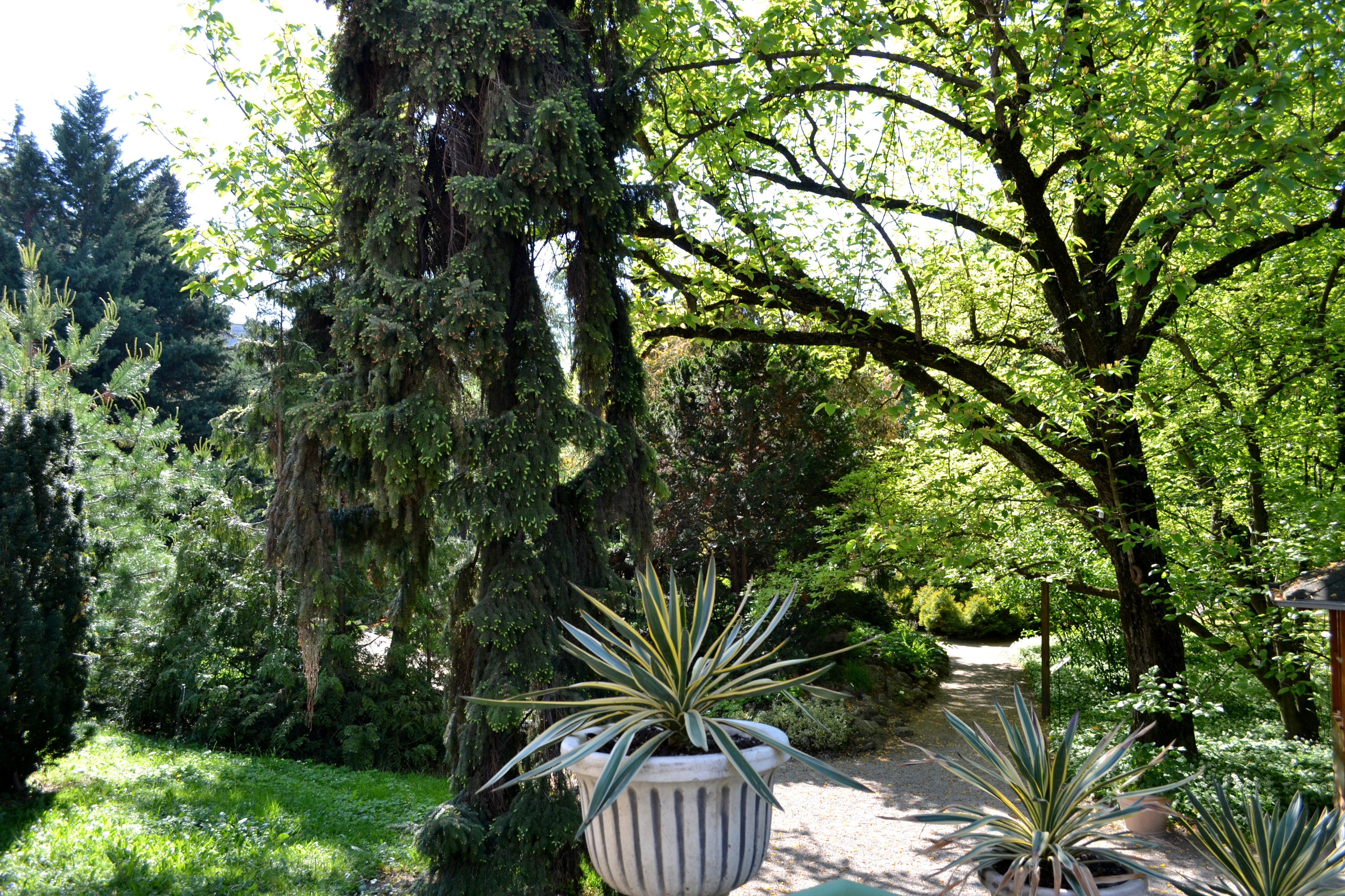 Jardín Botánico, por Simonetta Di Zanutto