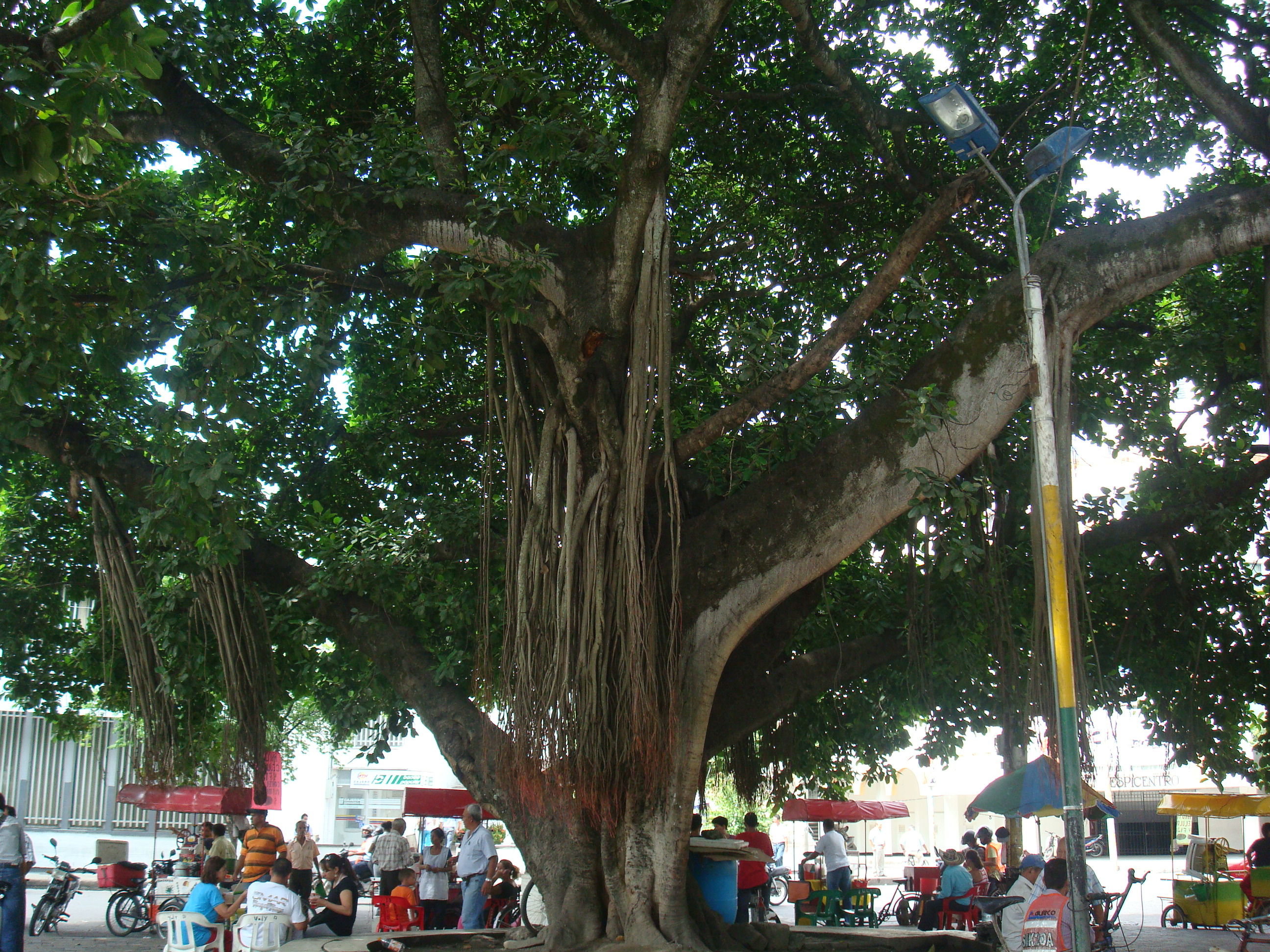 Plaza Mayor, por berenicee