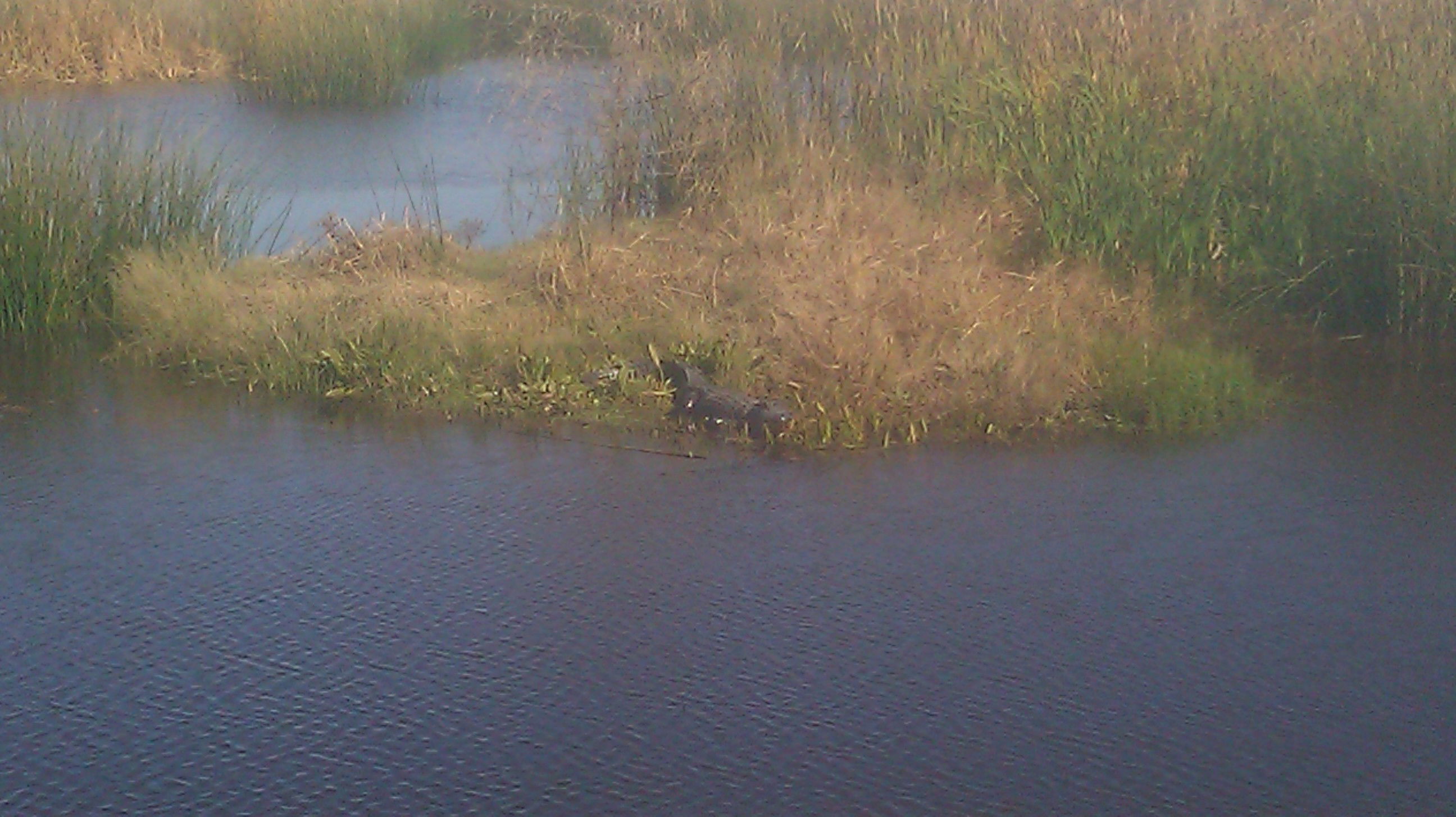 Brazoria National Wildlife Reserve, por Ronald Pearrow