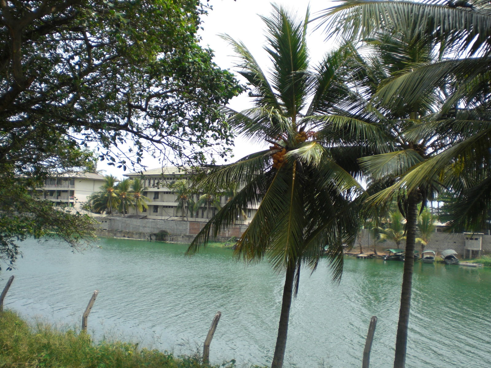 De Colombo a Galle, por guanche