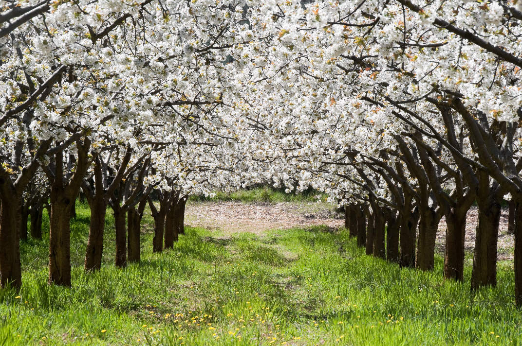 Ruta de los Cerezos, por albertoloyo