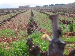 Bodegas Alicia Rojas (Cerrado), por Me gusta La Rioja