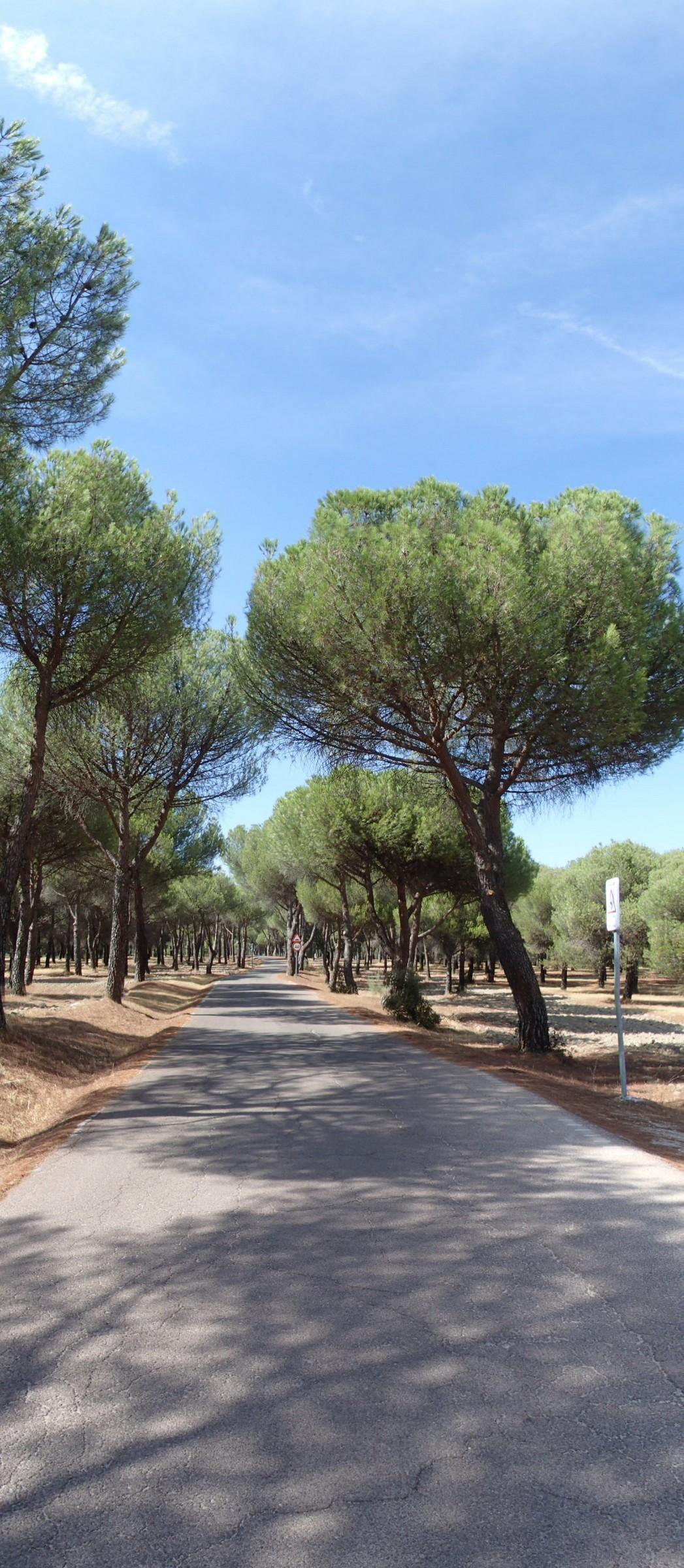 Monte Del Pilar, por Carlos Olmo