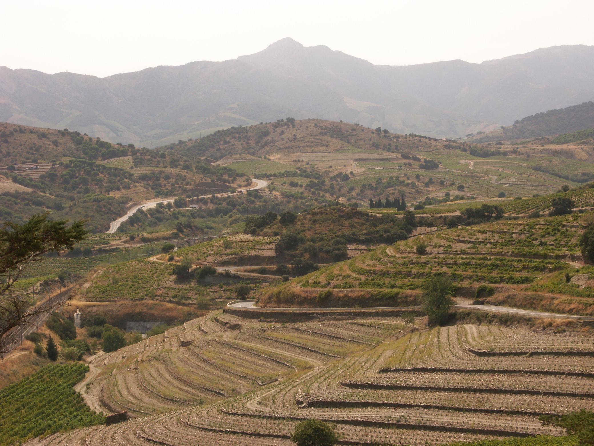 Le vignoble de Collioure à Banyuls, por Marc Jonas