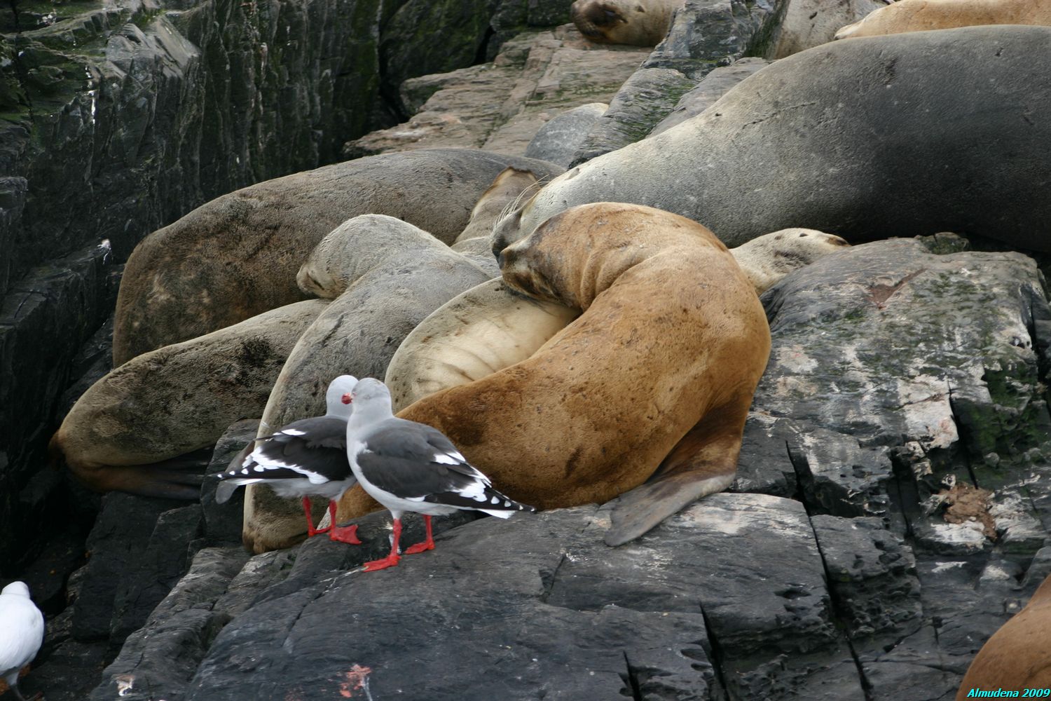 Isla de los Lobos, por Almudena
