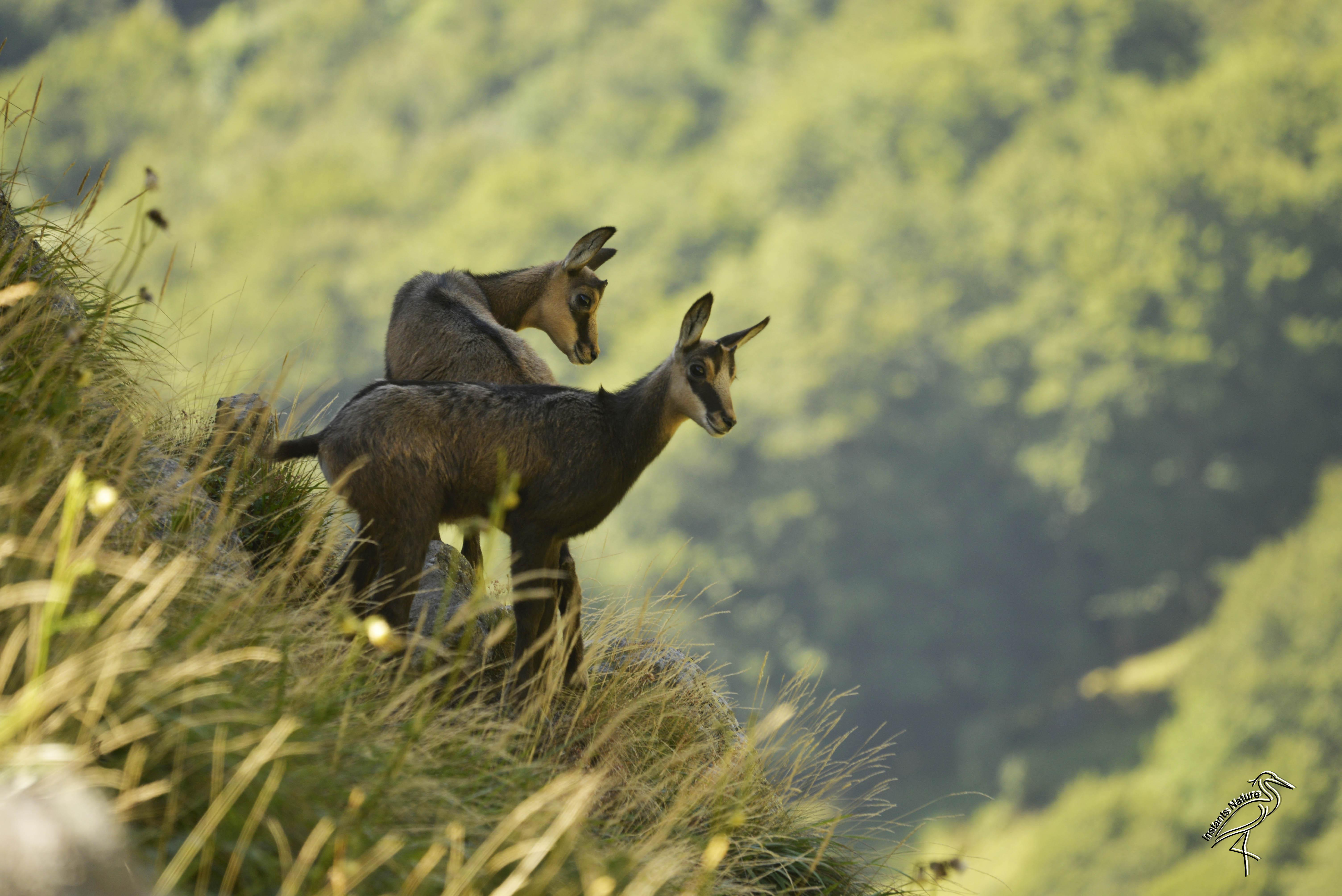 Valle de Chaudefour, por Cerf Pierre