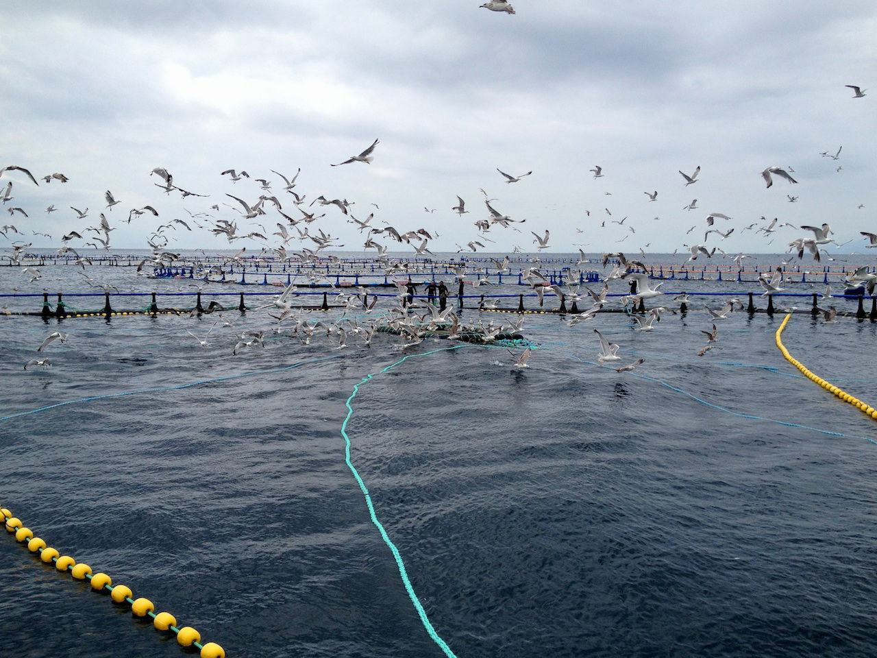 Tuna Tour en L'Ametlla de Mar, por Txema León