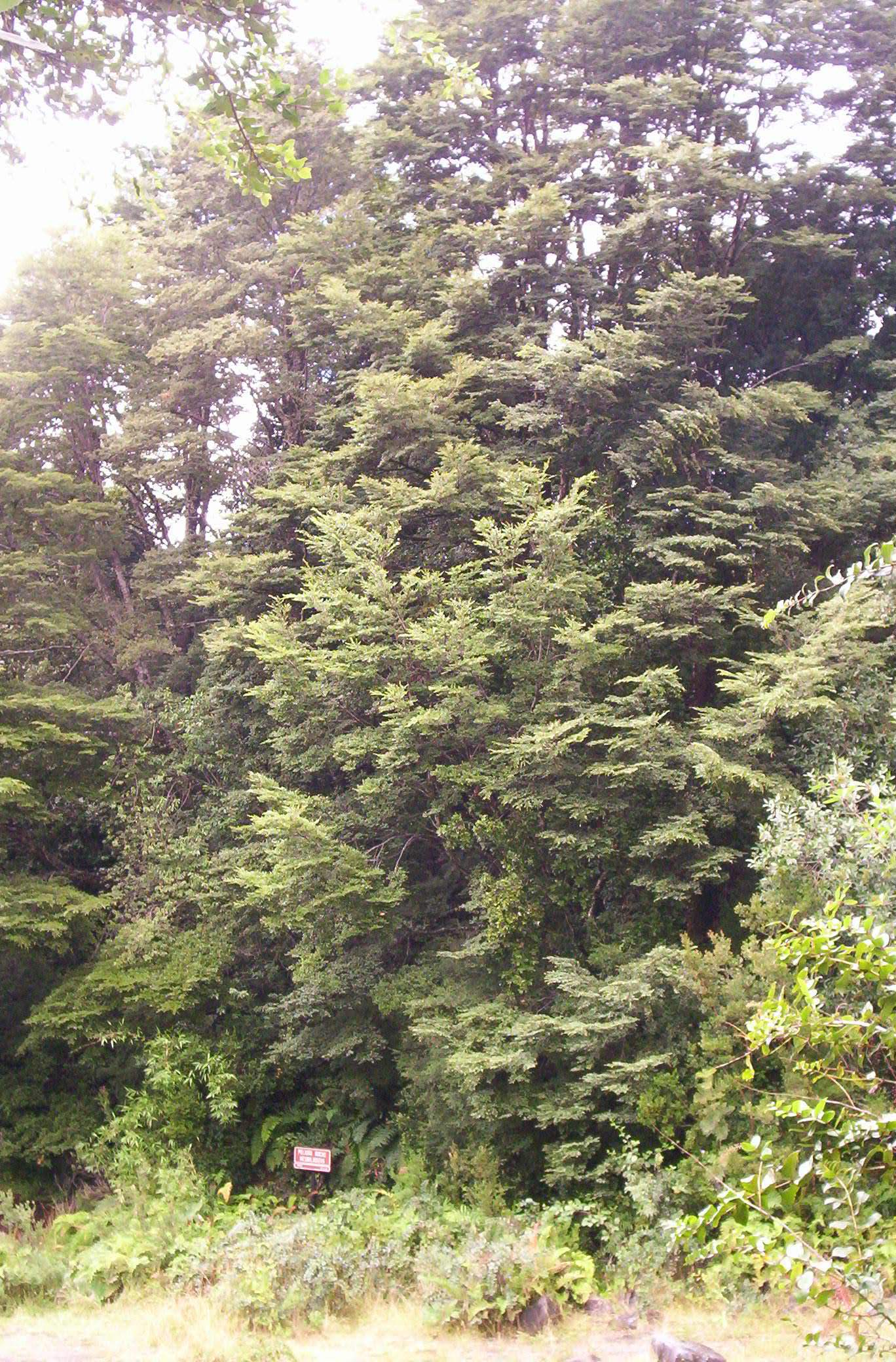 Parque Nacional Alerce Andino, por Teresa Gazmuri