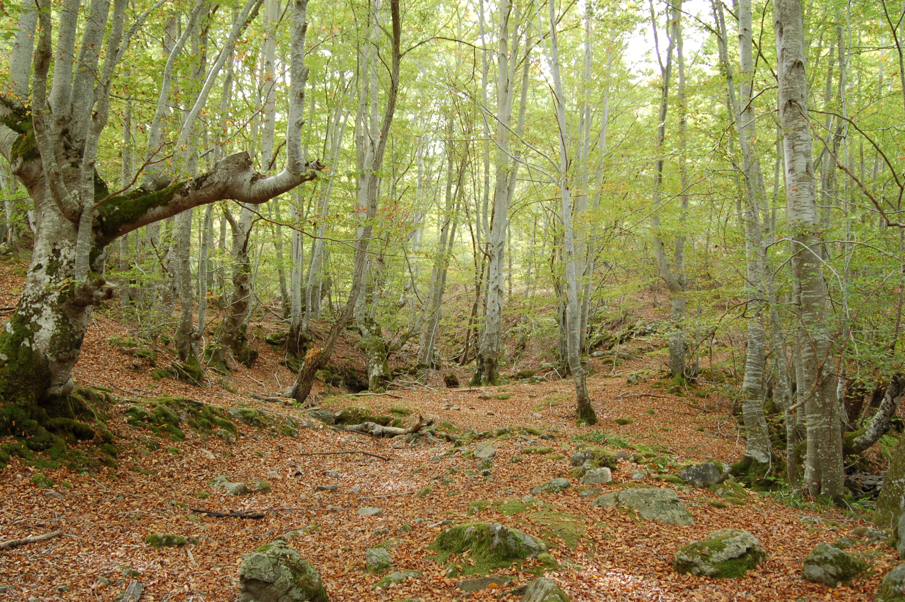 Hayedo de Monterreal, por Carlos Hernandez Saenz