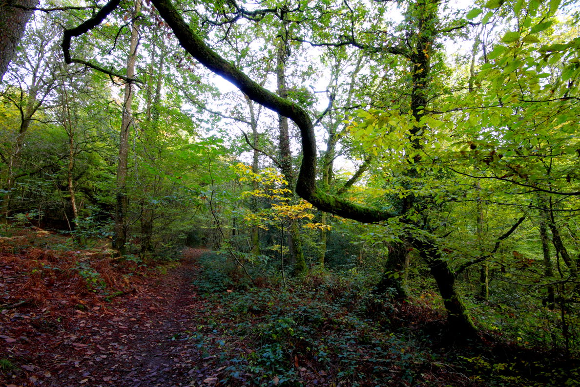 Foret de Paimpont, por Ismael Montero Verdú