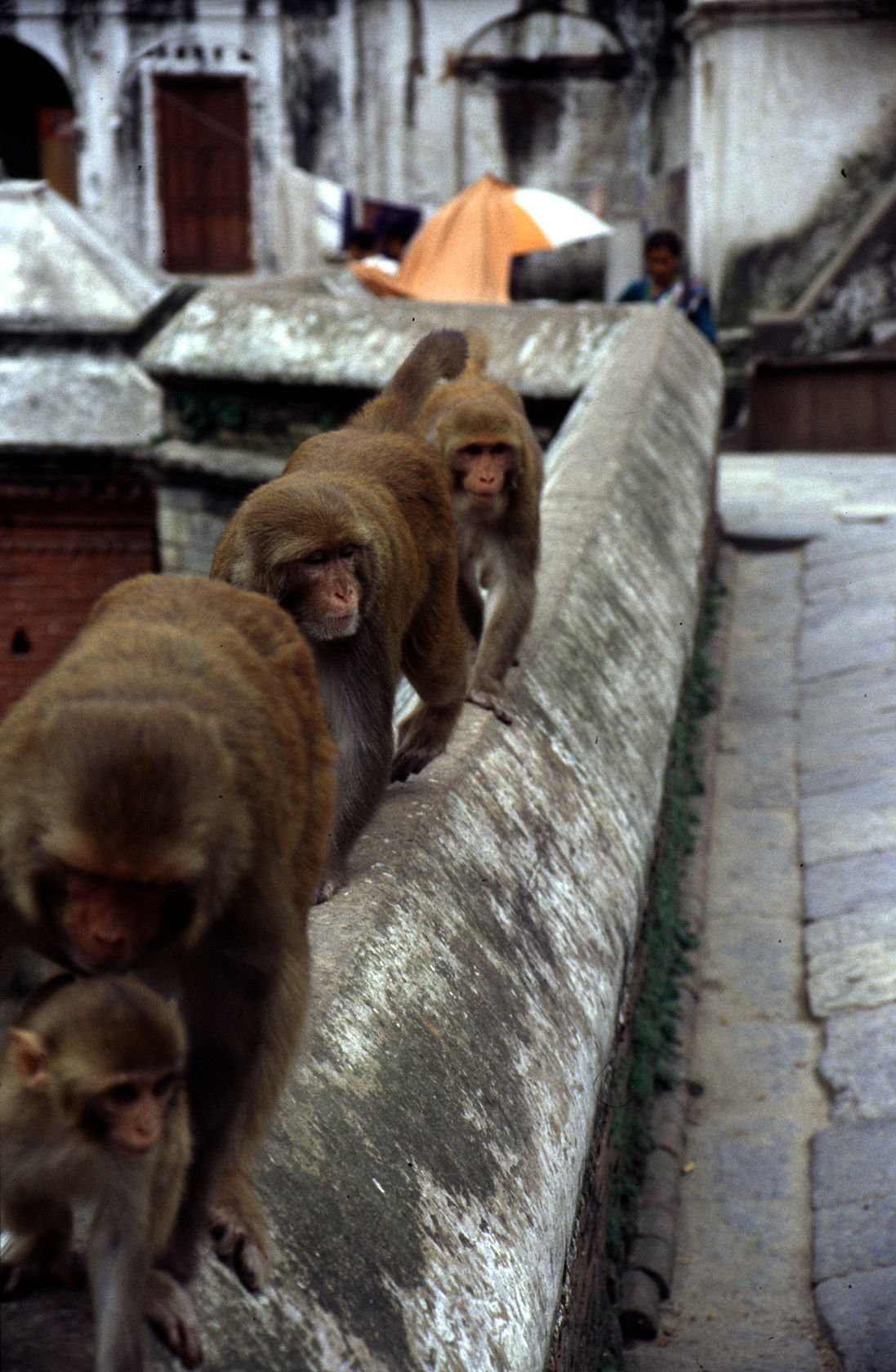 Rio Bagmati, por Jordi Batet