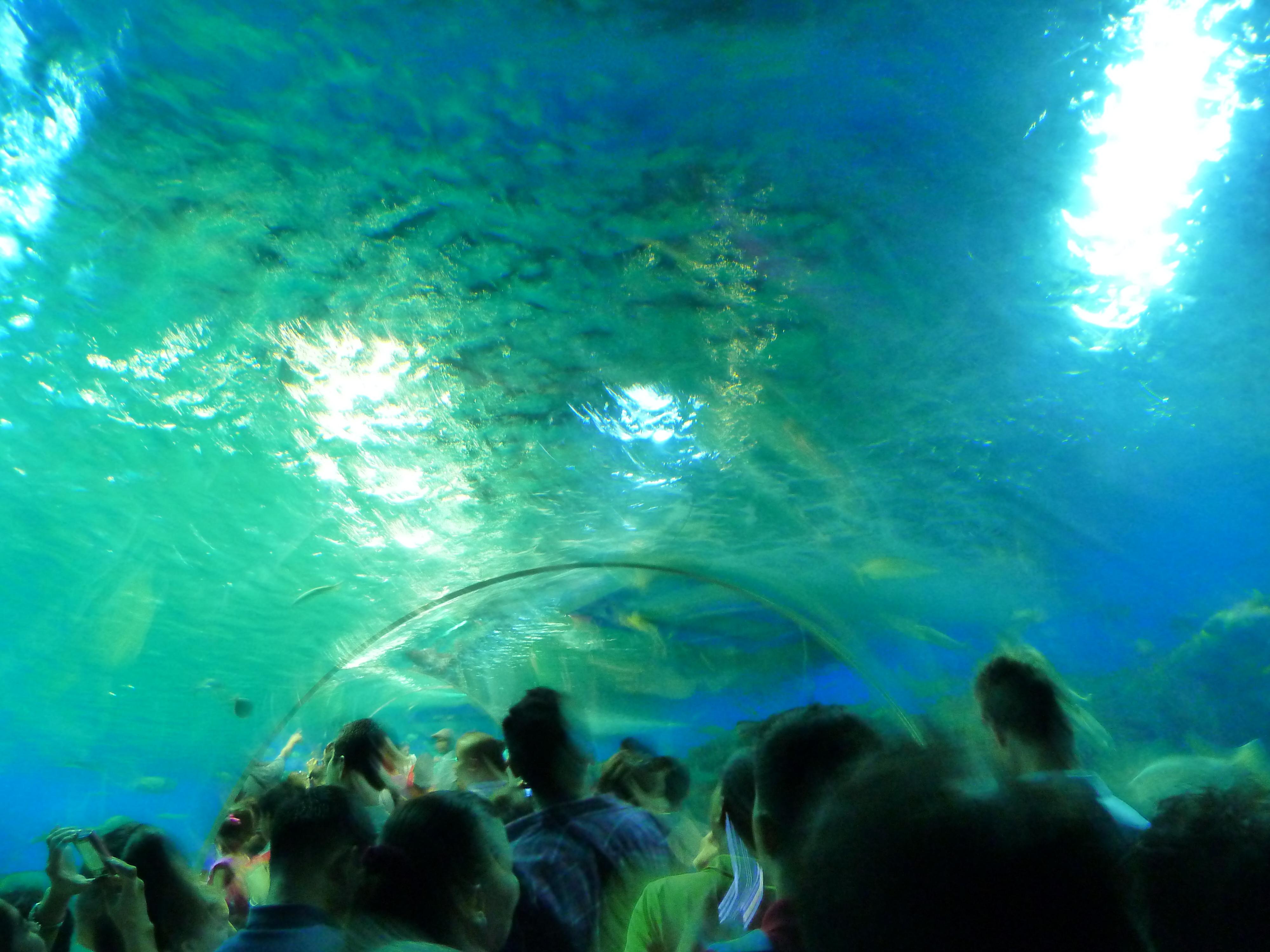 Parque oceánico, por Claudia Rodríguez