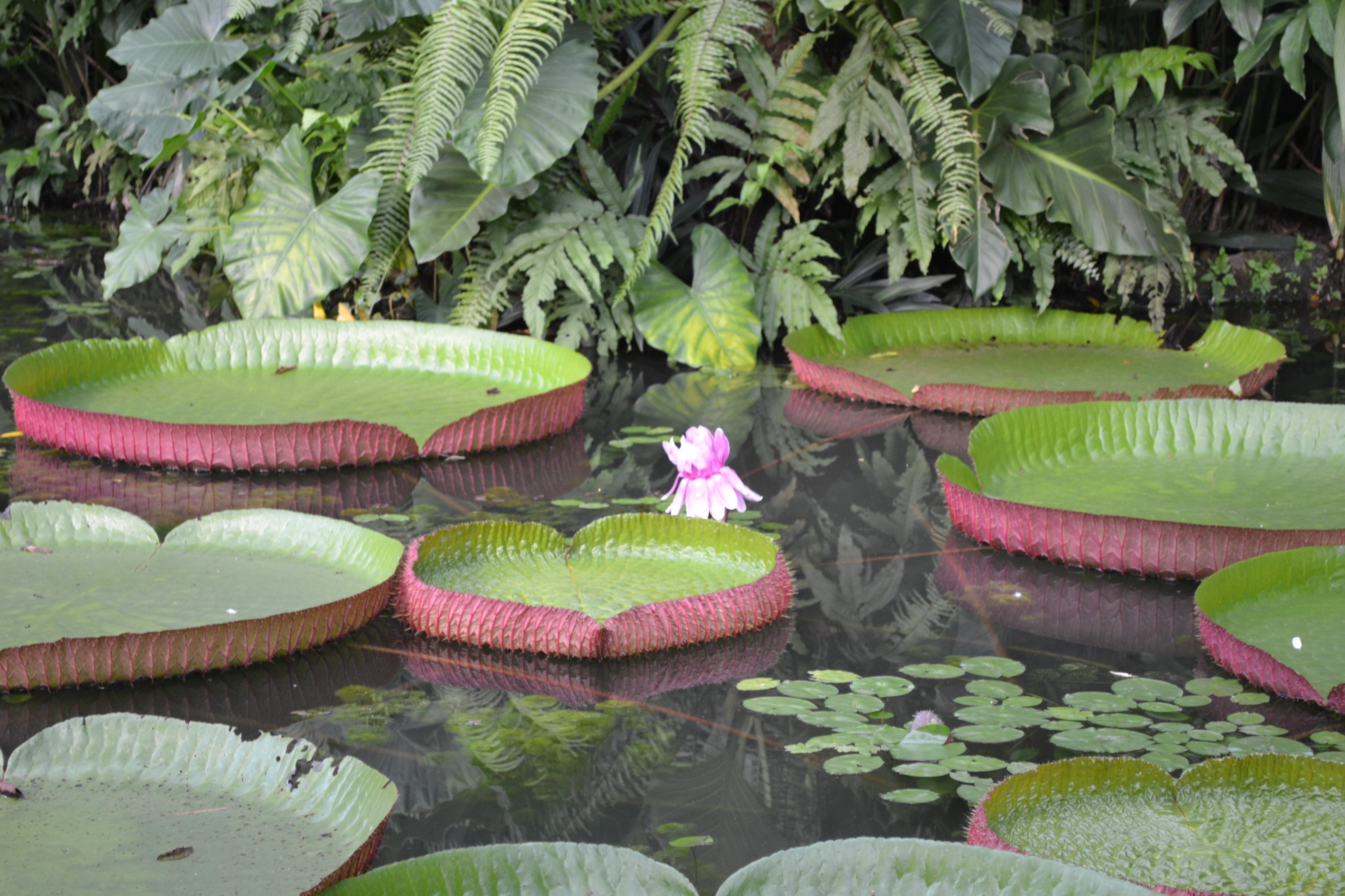 Parque Emílio Goeldi, por Eloise Fragnani