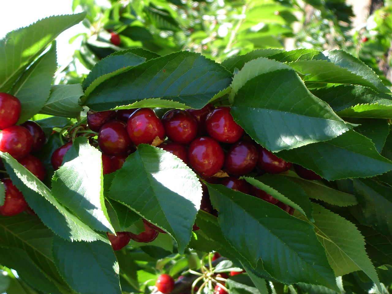 Cerezas en los alrededores de El Torno, por Abuela Pastora Apartamentos Rurales