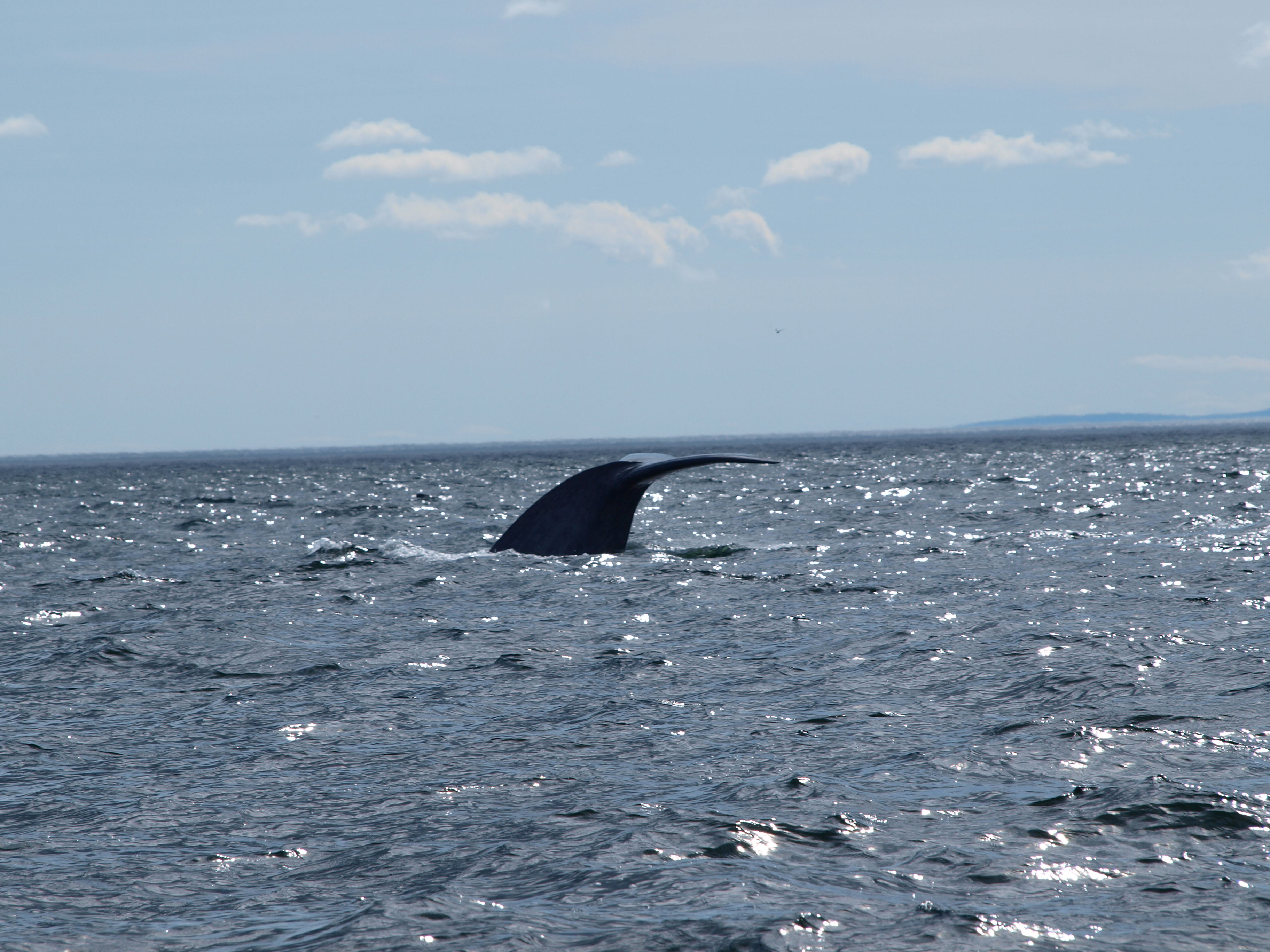 Avistamiento de ballenas, por María 