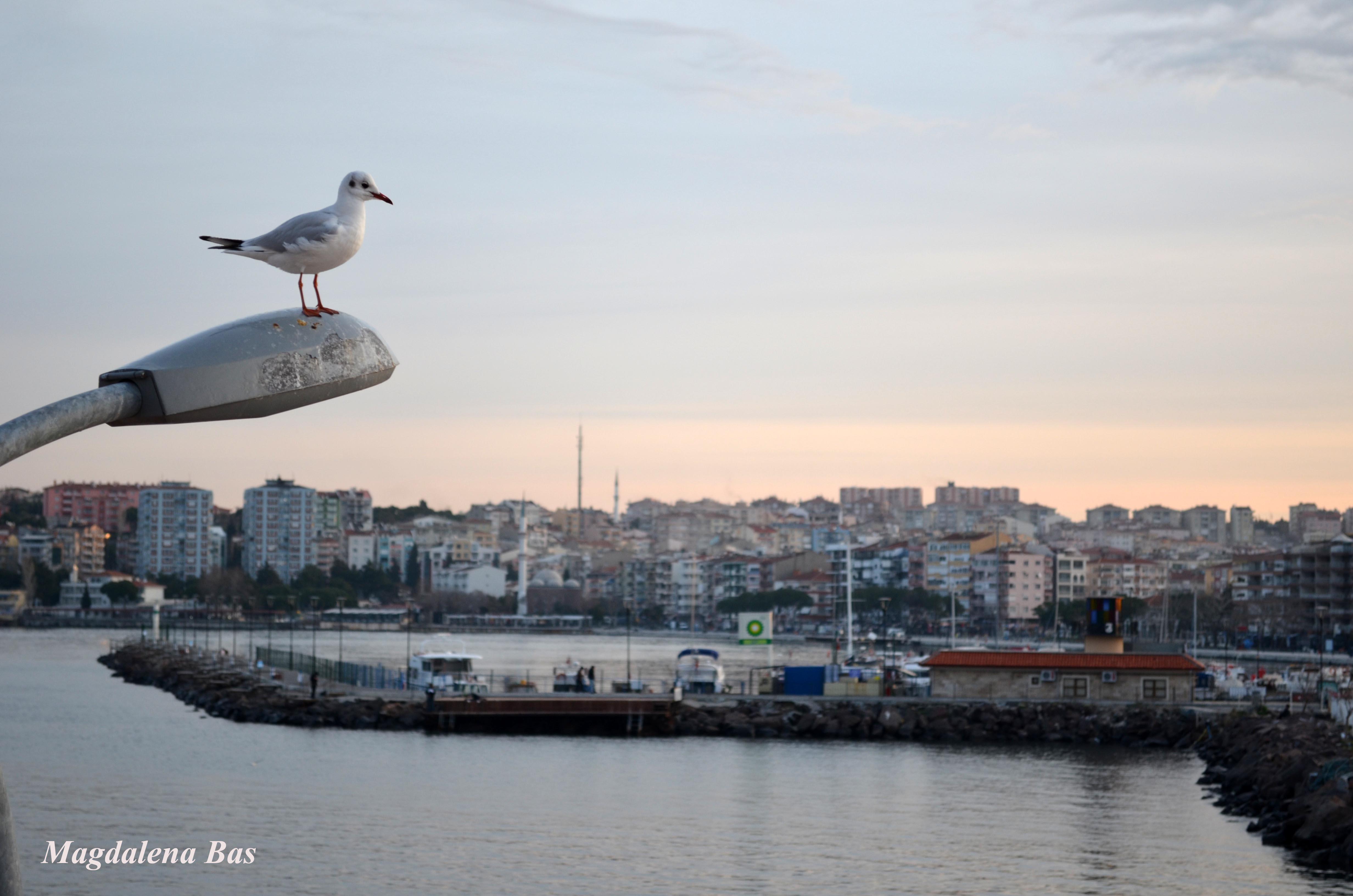 Çanakkale, por Magdalena Bas