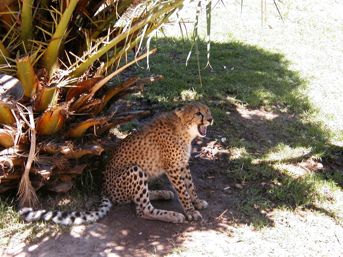 Cango Wildlife Ranch, por macgreg