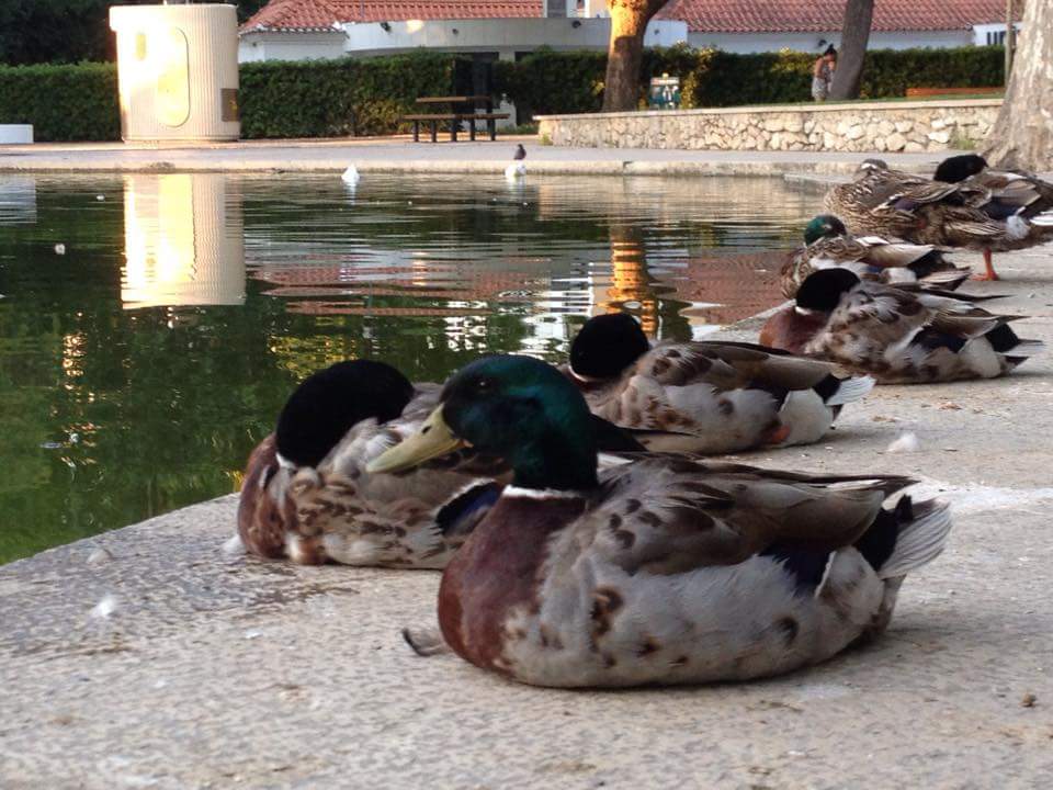 Parque do Bonfim, por Susana Aparicio