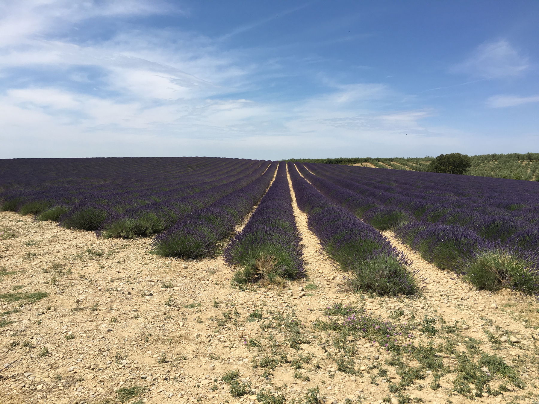 Fiesta de la Lavanda, por sergio salogni