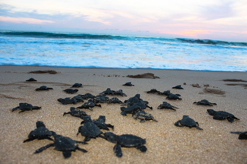 Liberación de tortugas, por María García Pastor